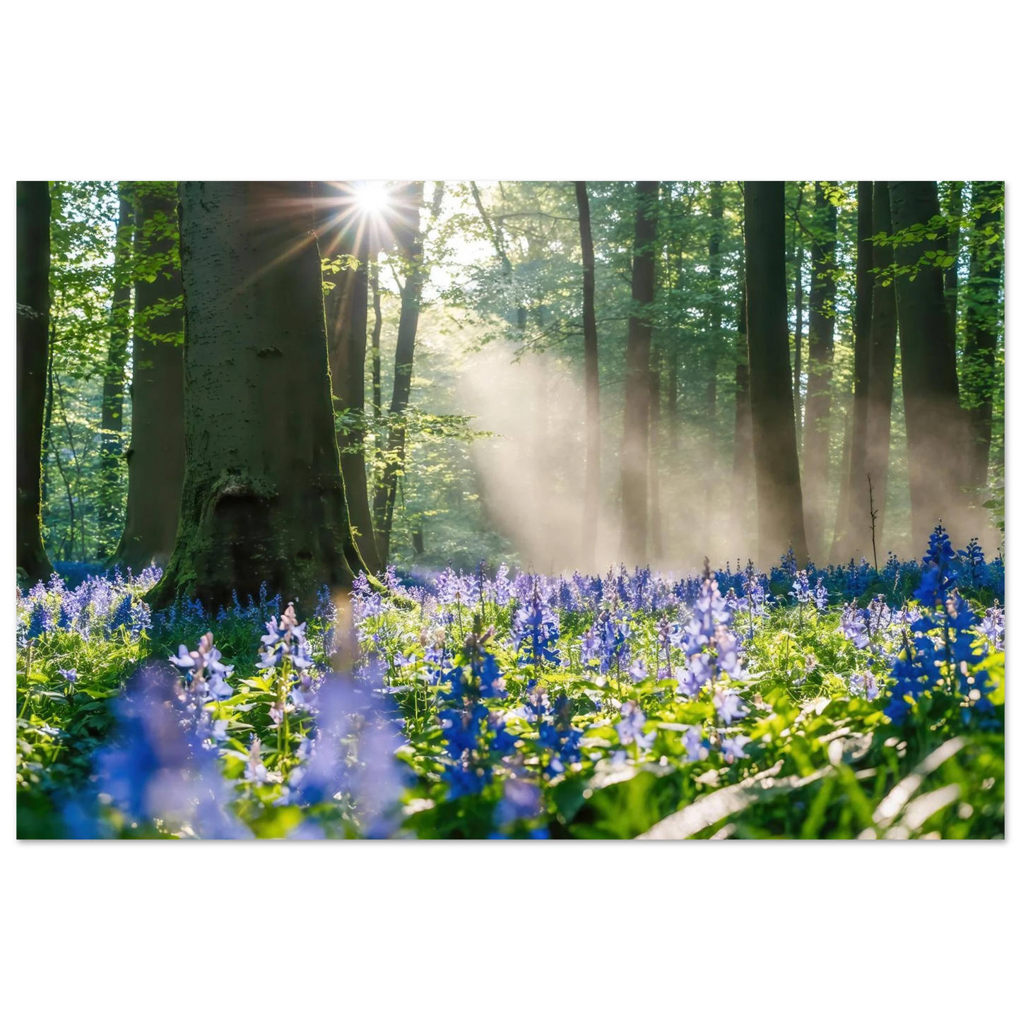 Wandbild mystische waldlichtung mit blauen glockenblumen sonnenverwoehntes naturbild in verschiedenen groessen