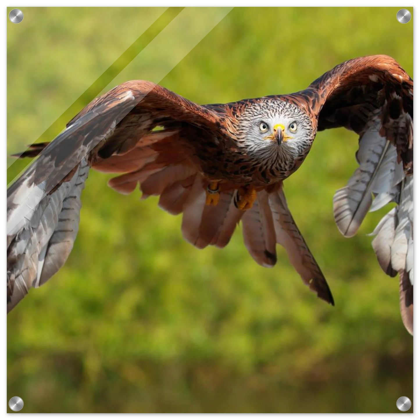 Wandbild majestaetischer rotmilan im flug atemberaubende tierfotografie fuer ihr zuhause erhaeltlich in zahlreichen groessen