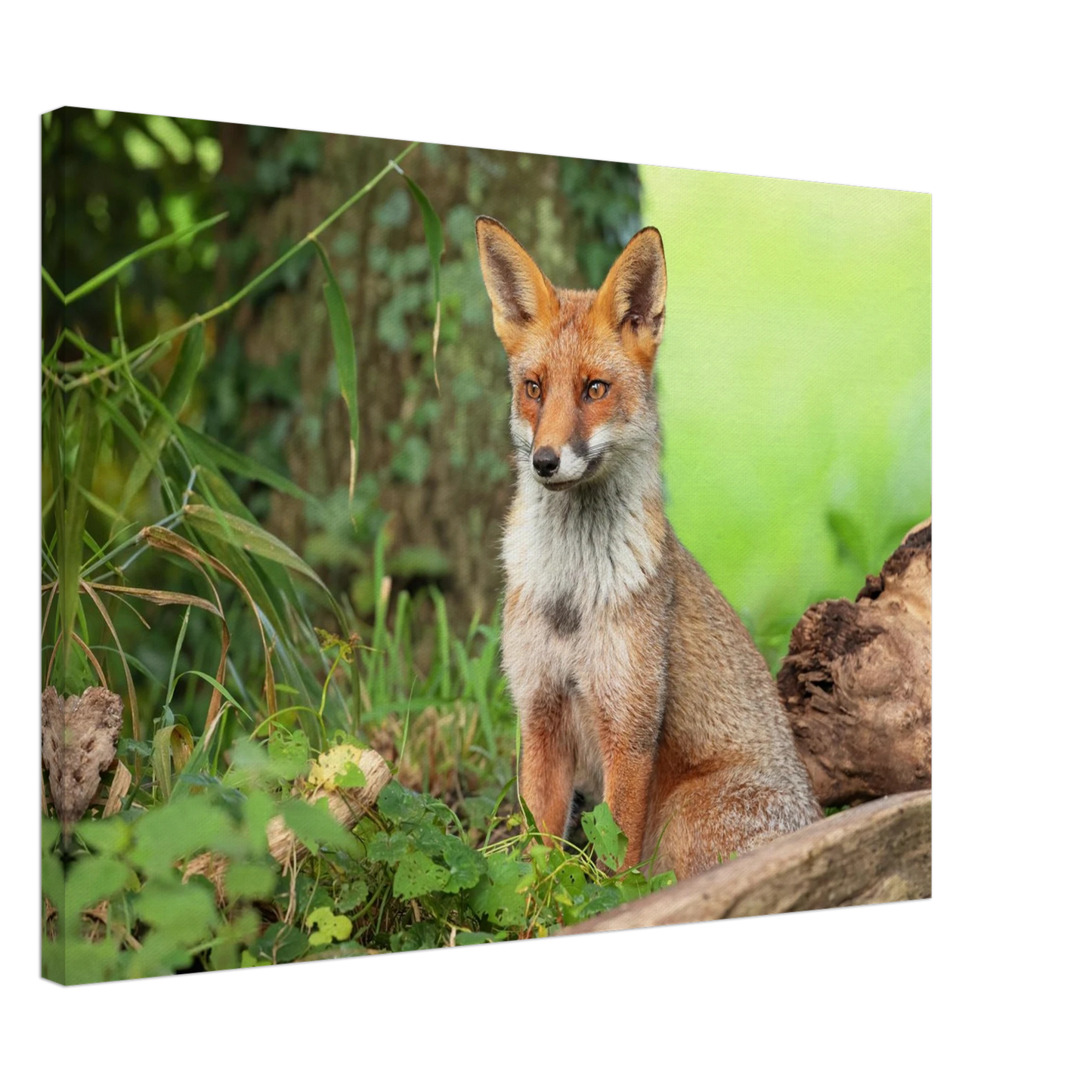 Wandbild majestaetischer rotfuchs ein augenblick der ruhe in der natur erhaeltlich in zahlreichen groessen