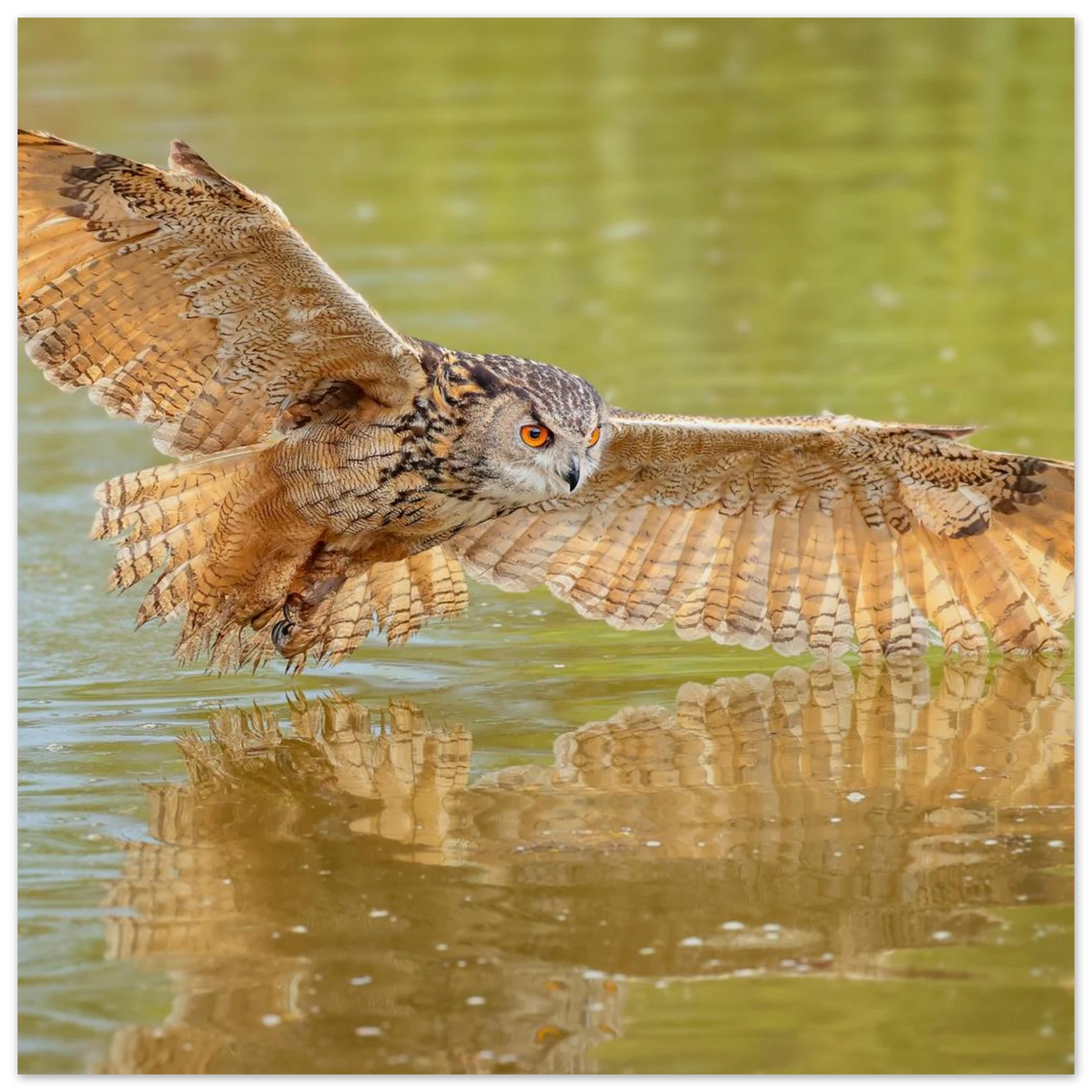 Wandbild majestaetischer uhu im jagdflug atemberaubende wildtierkunst in verschiedenen groessen