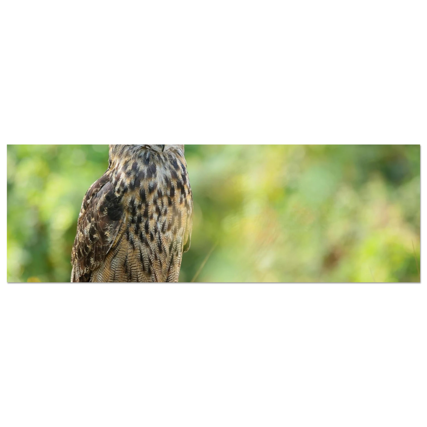 Wandbild mystische eule majestaetisches waldtier mit leuchtenden augen in ihrer wunschgroesse