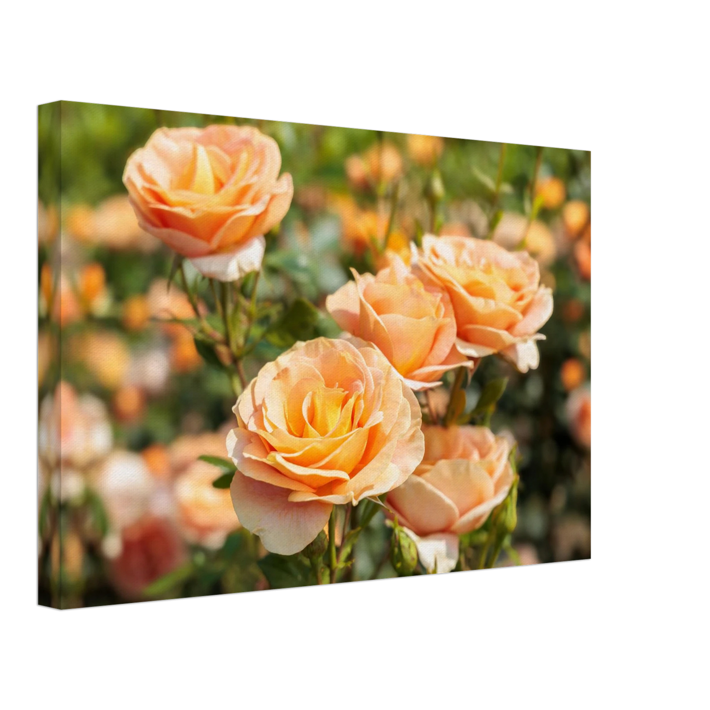 Wandbild romantische pfirsichrosen im sonnenschein botanische kunst fuer ihr zuhause in vielen groessen