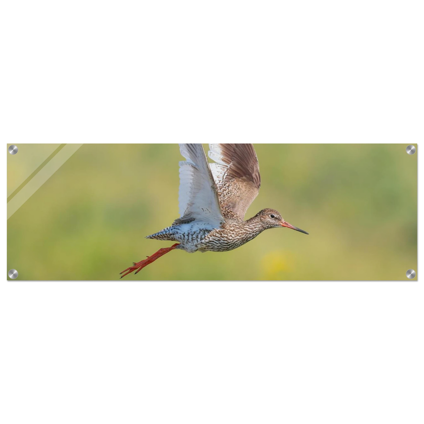 Wandbild der flug des rotschenkels dynamische tierkunst fuer ihr zuhause in vielen groessen erhaeltlich