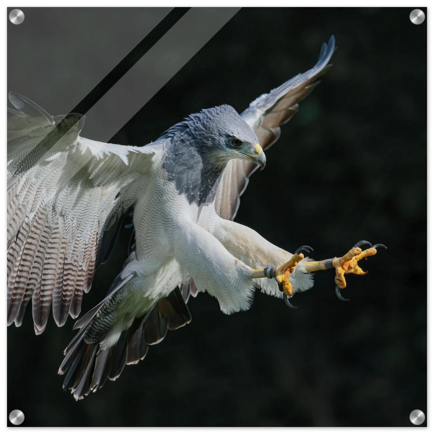 Wandbild majestaetischer schwarzbrustbussard im flug atemberaubende tierfotografie fuer ihr zuhause