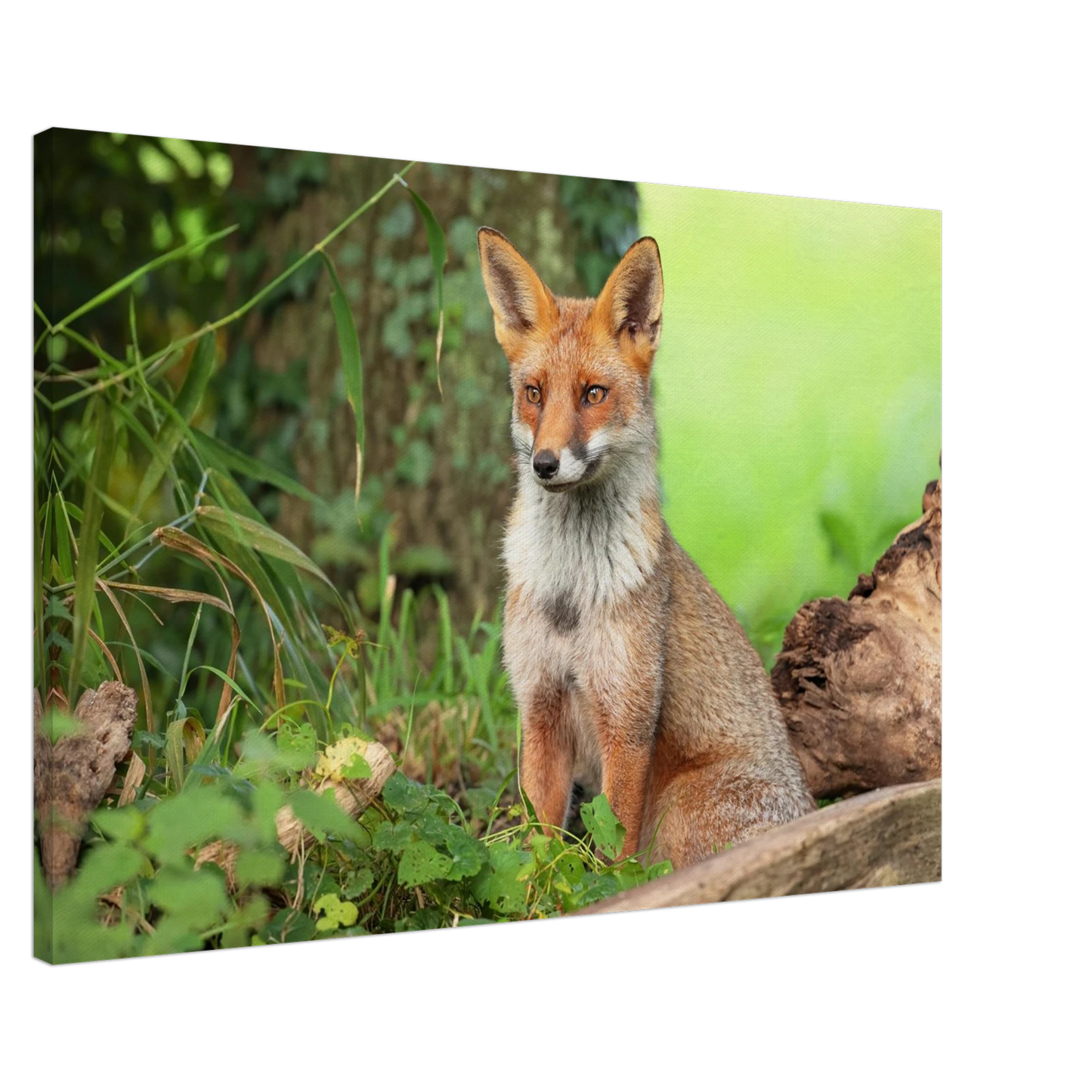 Wandbild majestaetischer rotfuchs ein augenblick der ruhe in der natur erhaeltlich in zahlreichen groessen