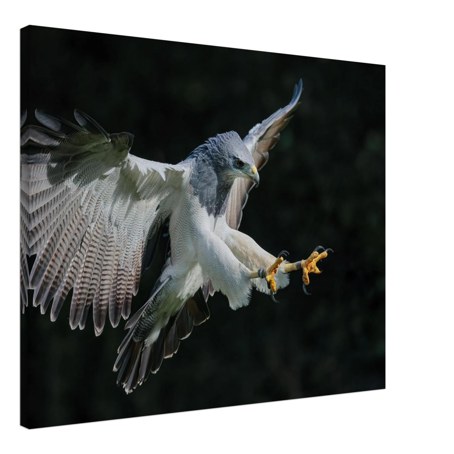 Wandbild majestaetischer schwarzbrustbussard im flug atemberaubende tierfotografie fuer ihr zuhause