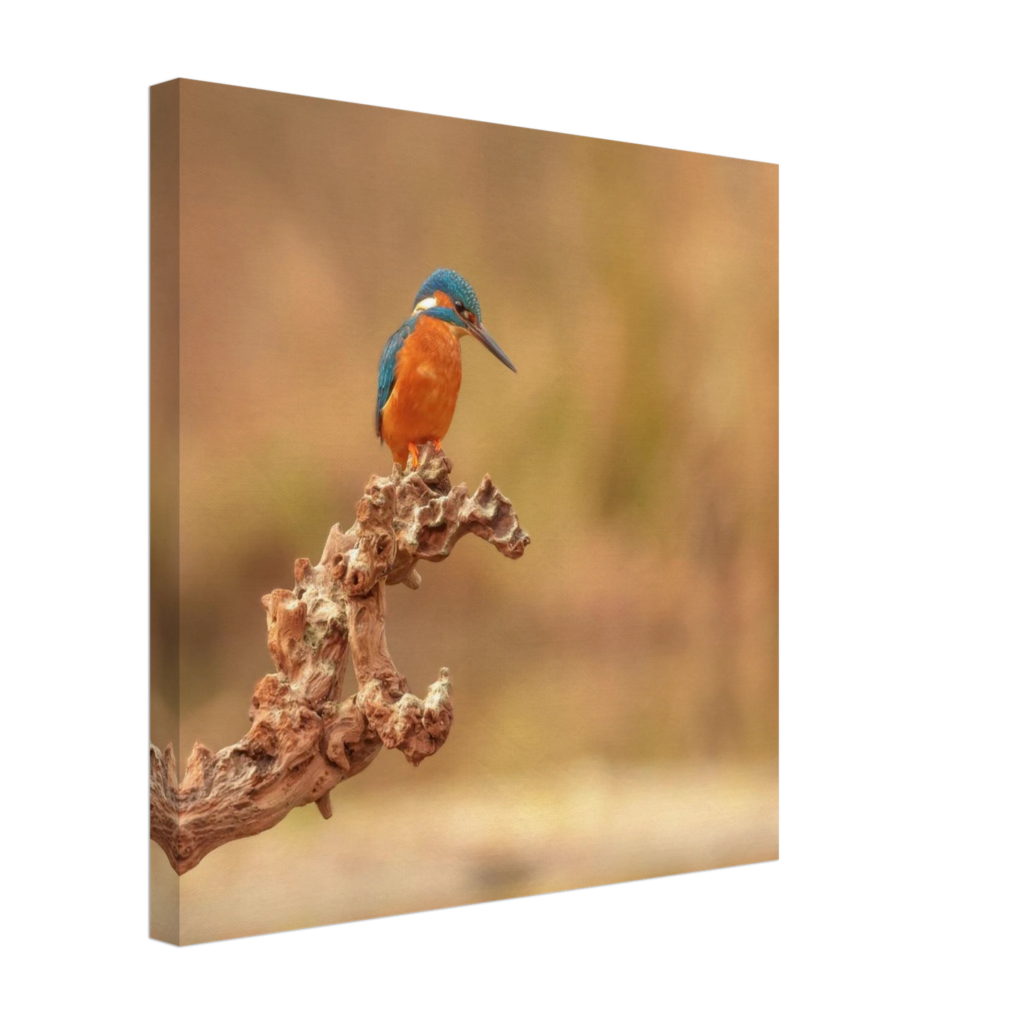 Wandbild eisvogel lebendige naturkunst fuer ihr zuhause in vielen groessen