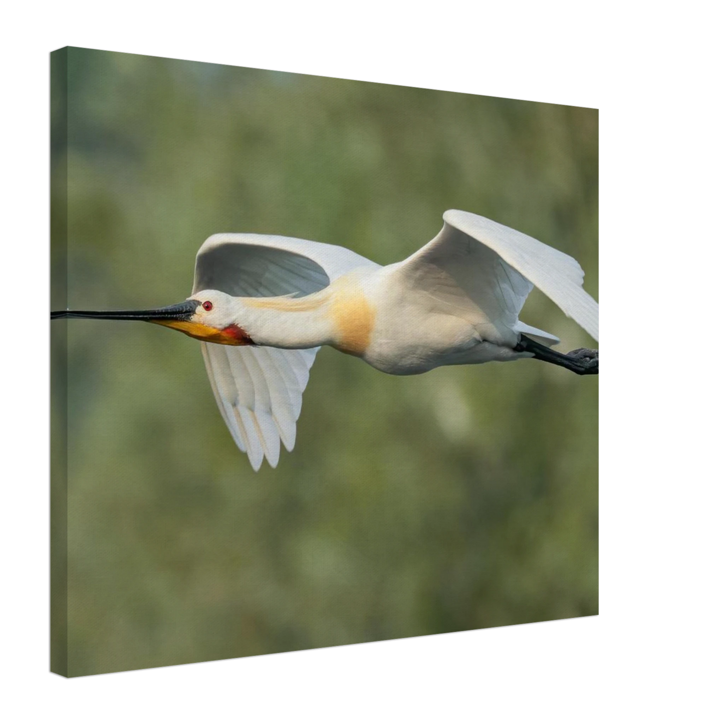 Wandbild eleganter loeffler im flug naturfotografie fuer ihr zuhause in vielen groessen