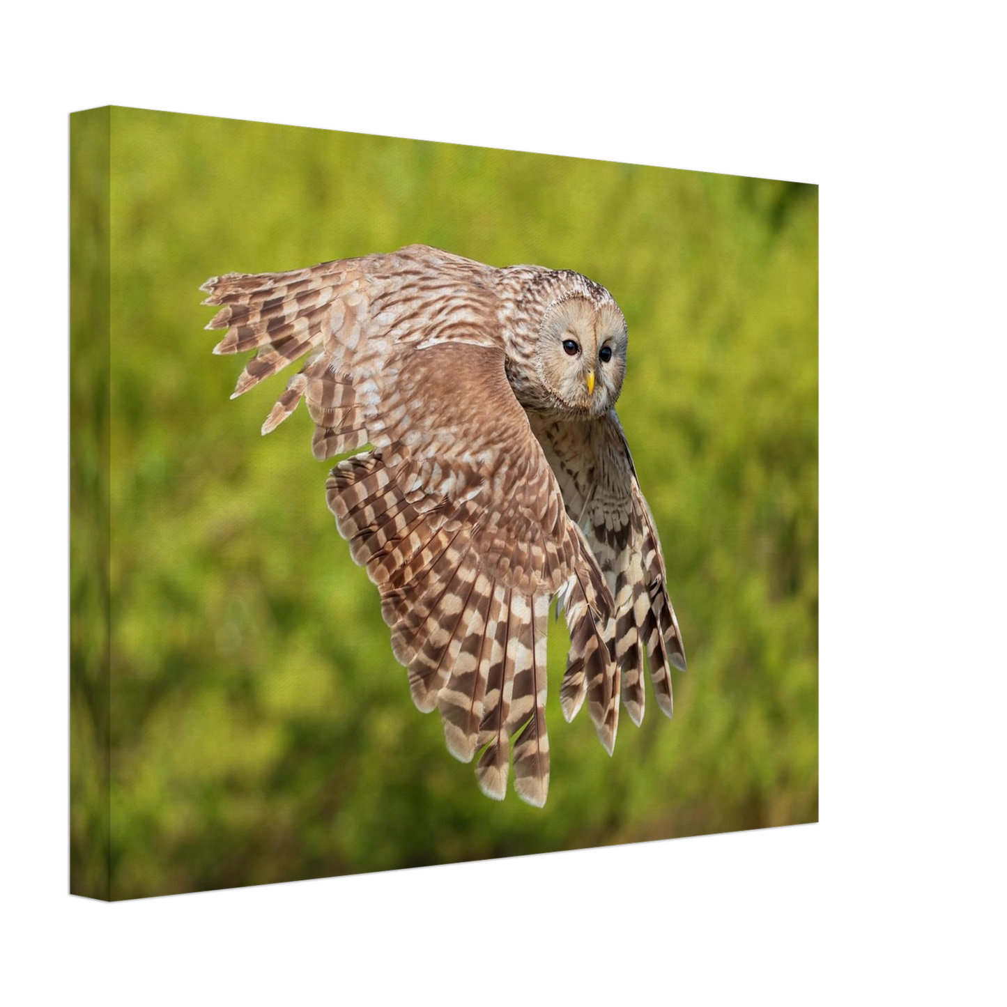 Wandbild majestaetische eule im flug naturfotografie fuer ihr zuhause