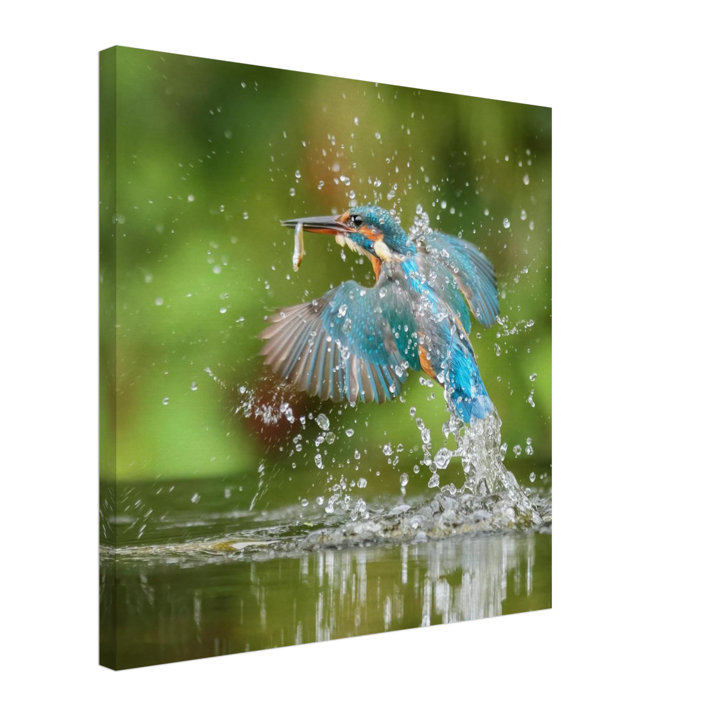 Wandbild eisvogel im sturzflug lebendige wildtierkunst fuer ihr zuhause