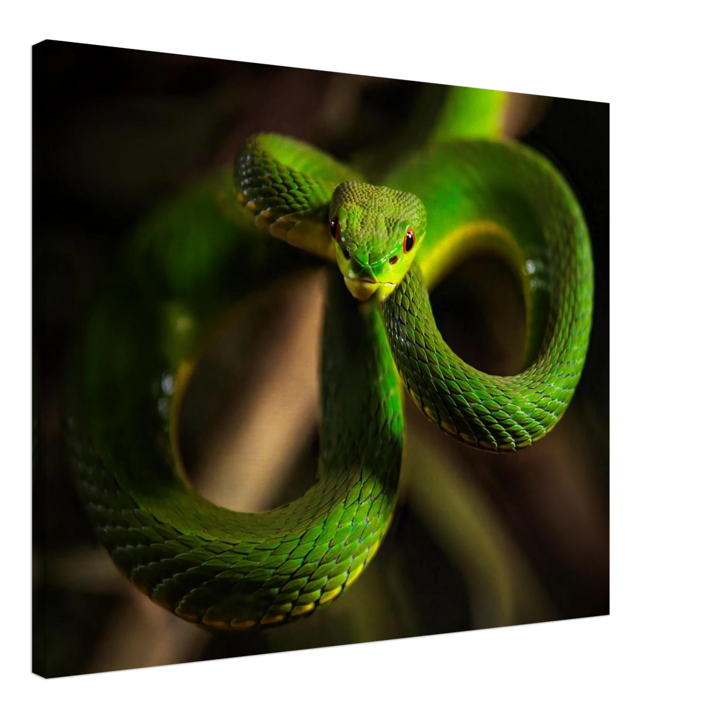 Wandbild der gruene baumviper ein hypnotischer blick in verschiedenen groessen