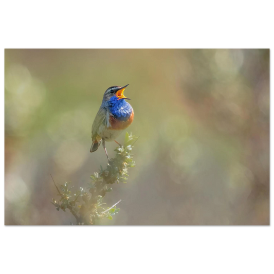 Wandbild singvogel in blautoenen lebendige vogelkunst fuer ihr zuhause in ihrer wunschgroesse