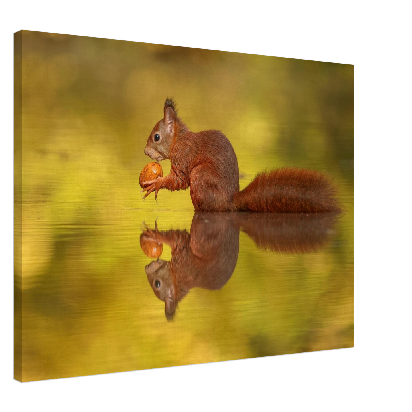 Wandbild eichhoernchen im goldenen herbstlicht lebendige tierfotografie fuer ihre wand