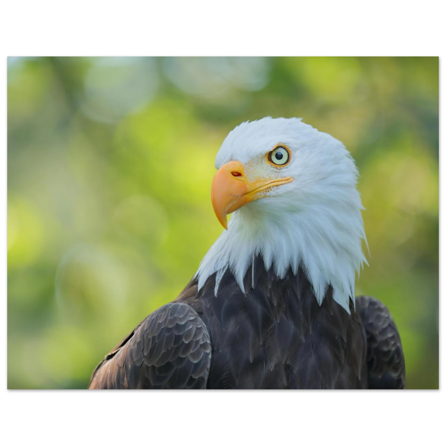 Wandbild majestaetischer weisskopfseeadler eine ode an die freiheit in ihrer wunschgroesse