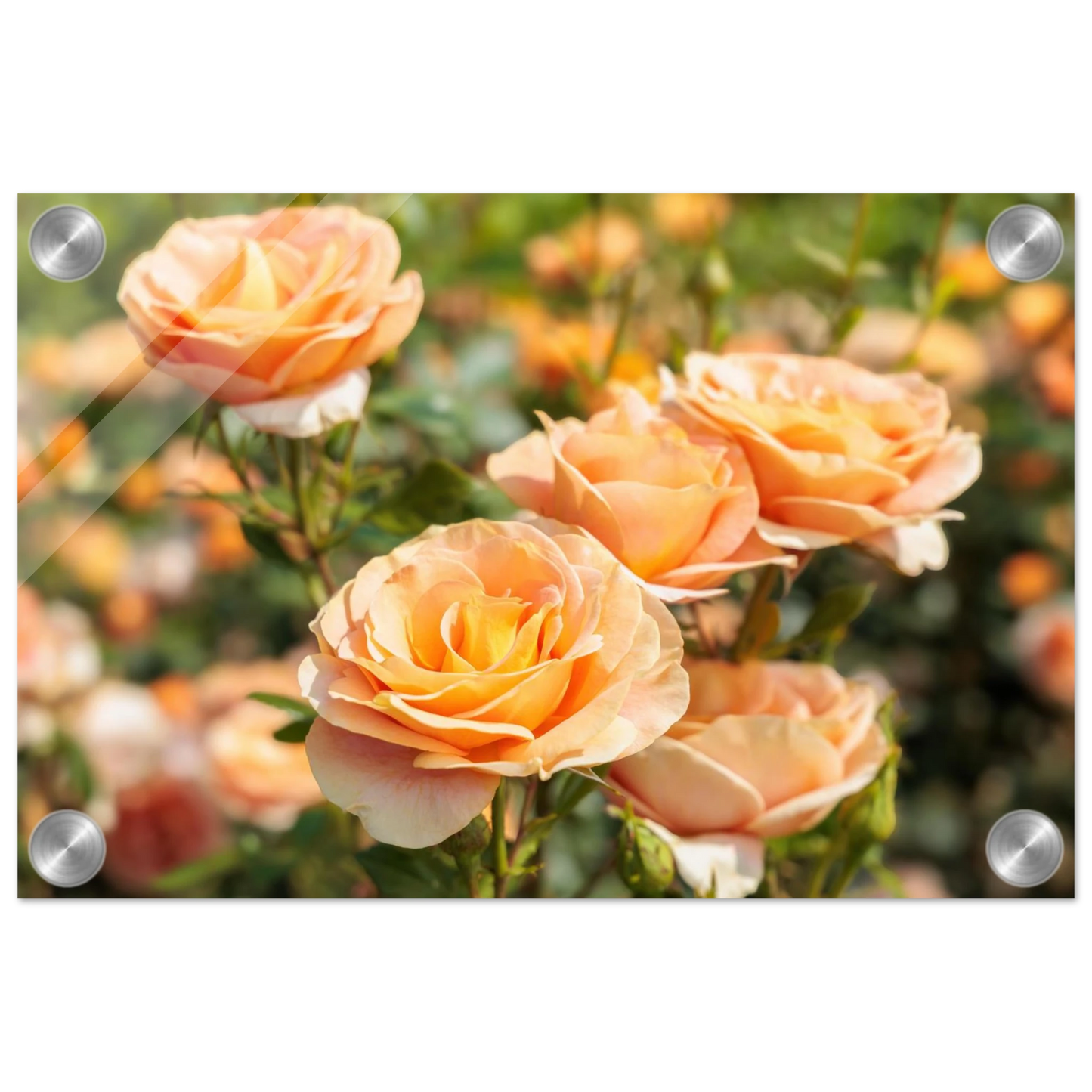 Wandbild romantische pfirsichrosen im sonnenschein botanische kunst fuer ihr zuhause in vielen groessen