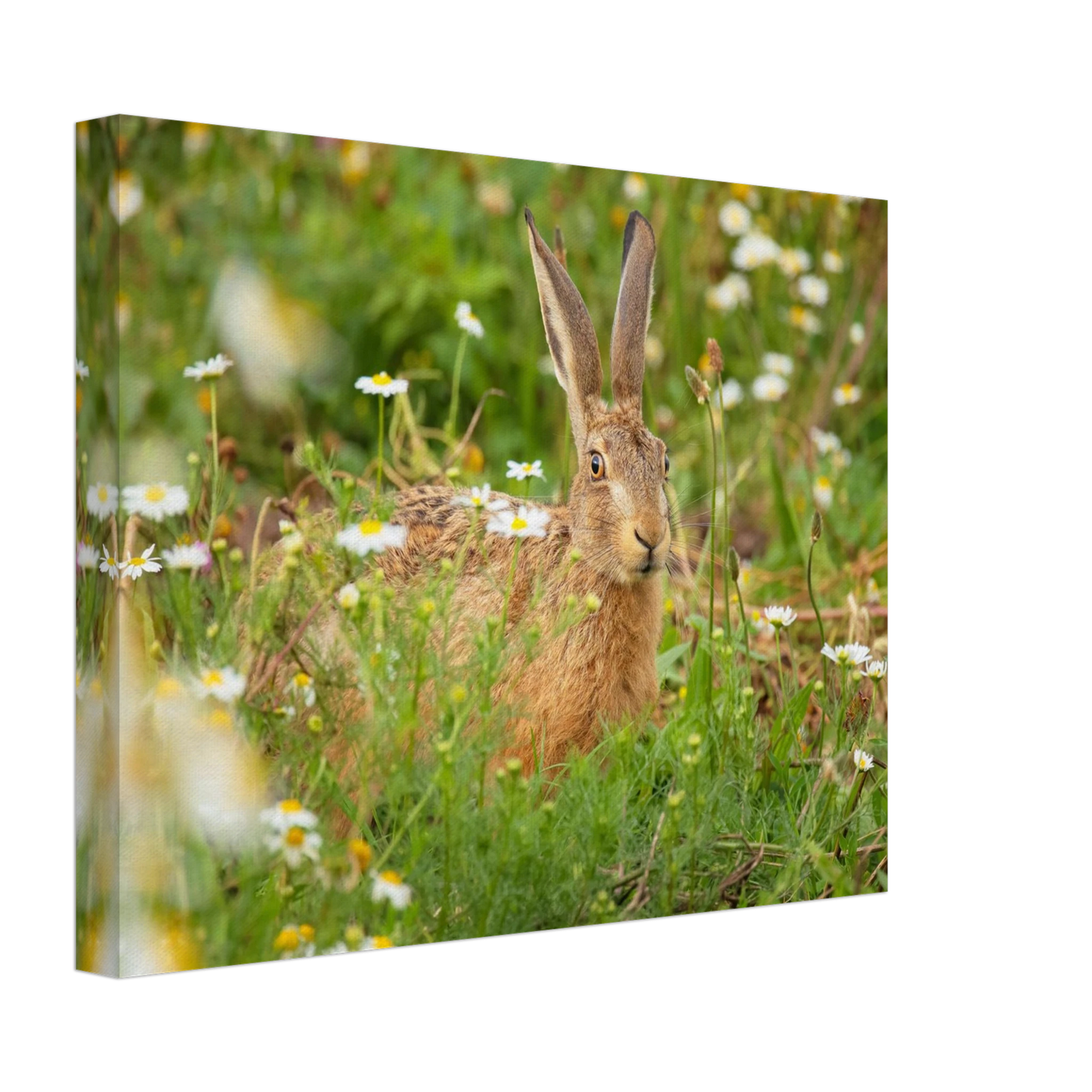 Wandbild feldhase im blumenfeld beruhigende natur tier kunst in vielen groessen