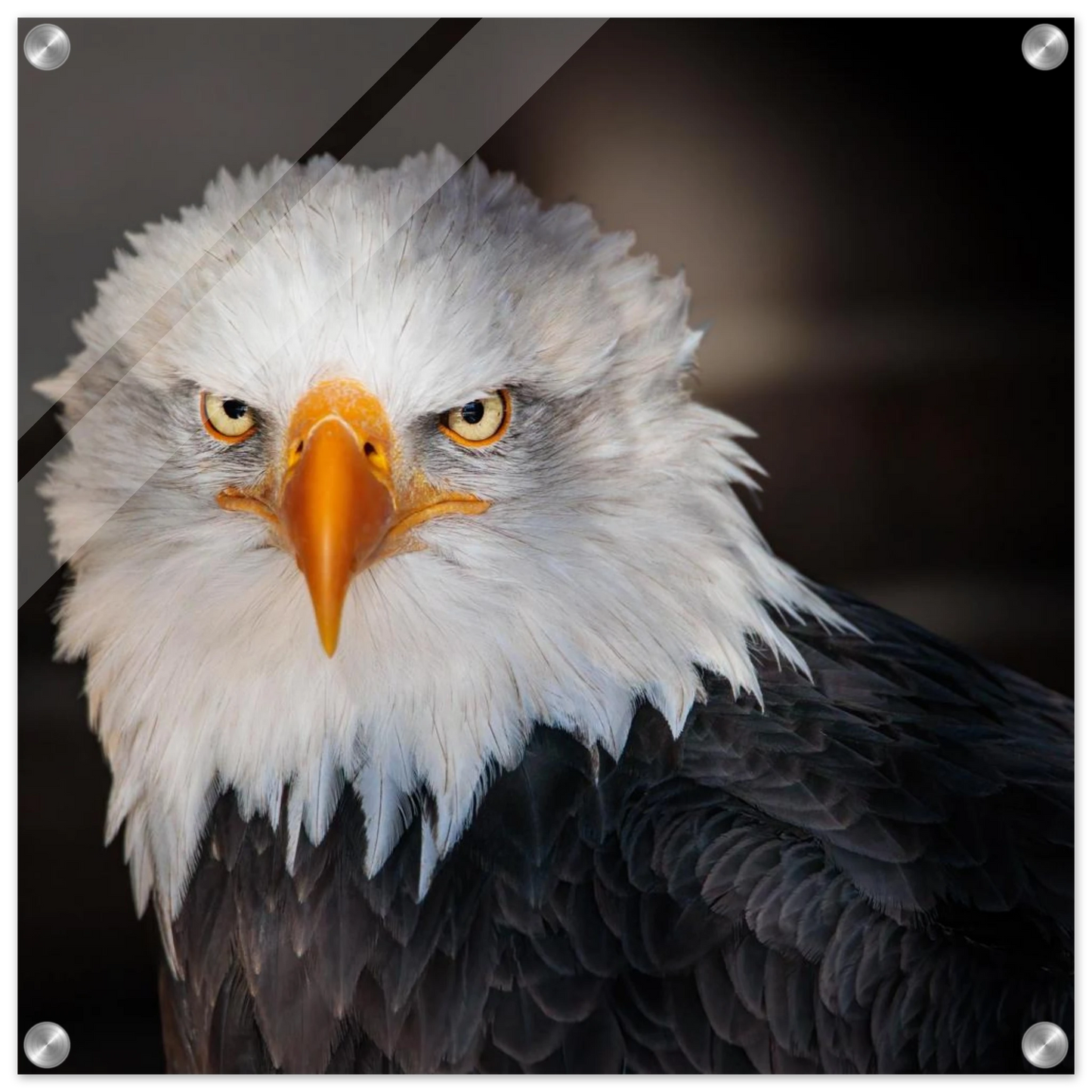 Wandbild majestaetischer adler ausdrucksstarke tierfotografie fuer ihr zuhause in vielen groessen erhaeltlich