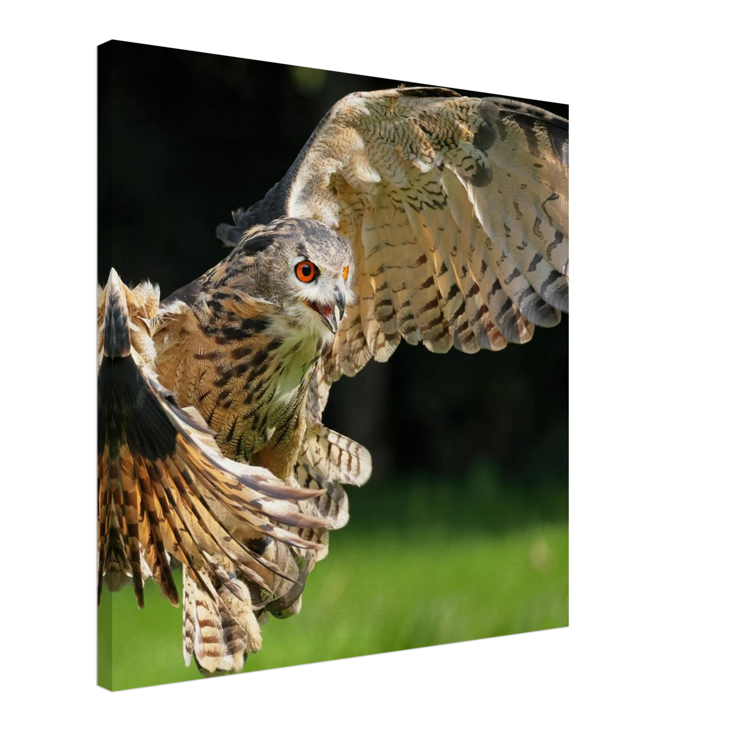 Wandbild majestaetische eule im flug ausdrucksstarke wandkunst fuer ihr zuhause