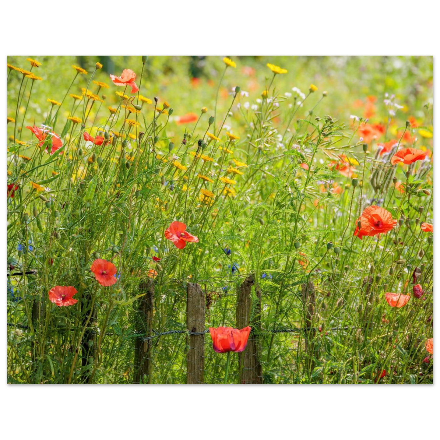 Wandbild wildblumen feld rot gelb sonnige mohnblumen wiese als kunstdruck