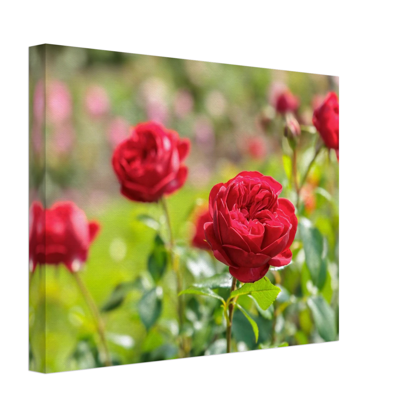 Wandbild rote rosen lebendige bluetenpracht fuer ihr zuhause in ihrer wunschgroesse