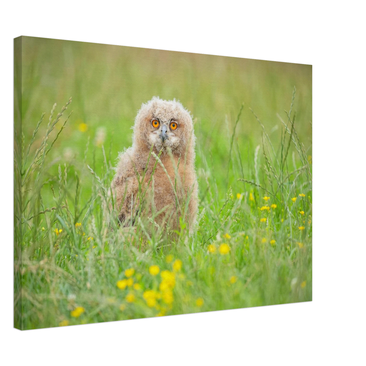 Wandbild junges eulenkueken im gras ein bezaubernder anblick fuer ihr zuhause in vielen groessen