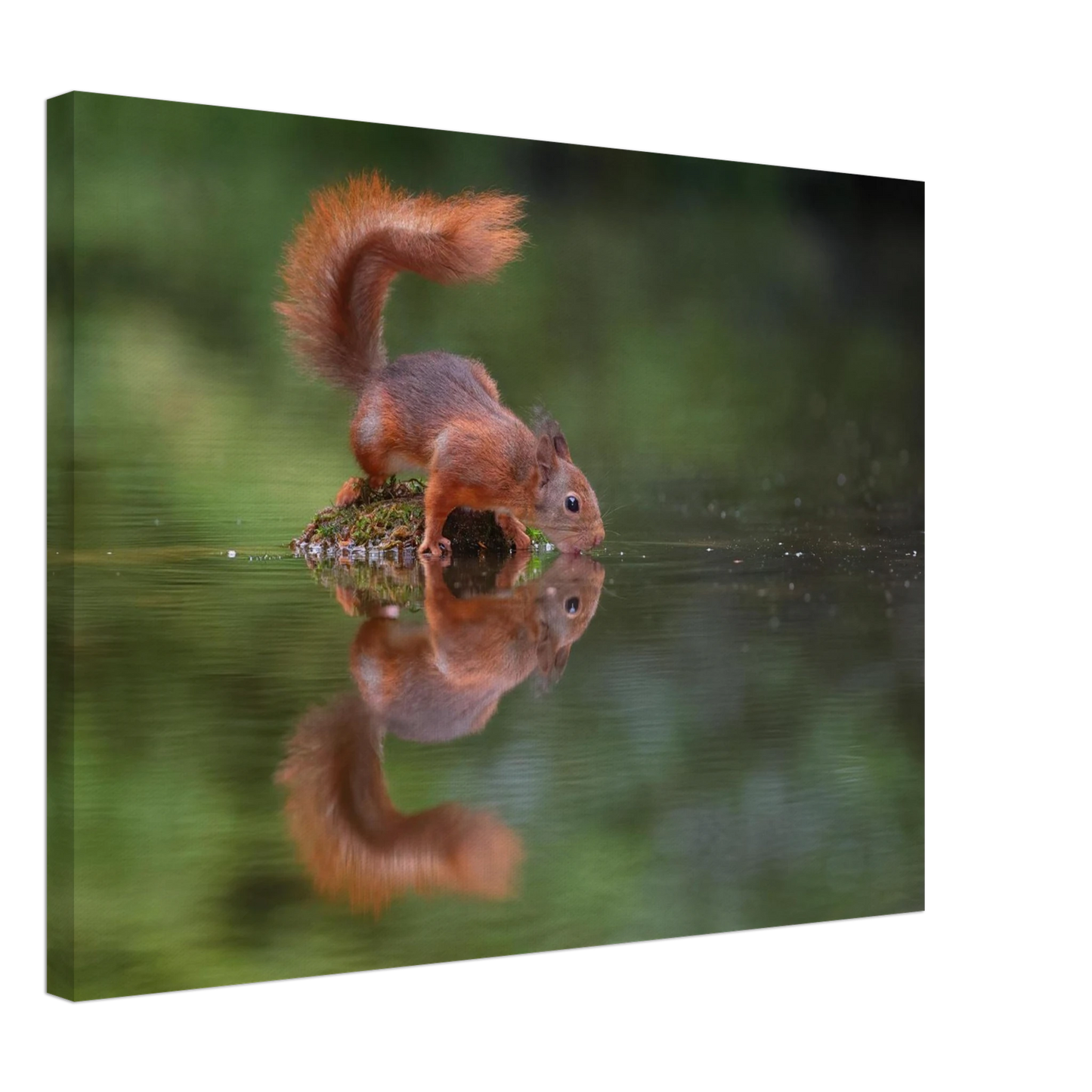 Wandbild durstiges eichhoernchen eine ruhige reflexion in der natur erhaeltlich in vielen groessen