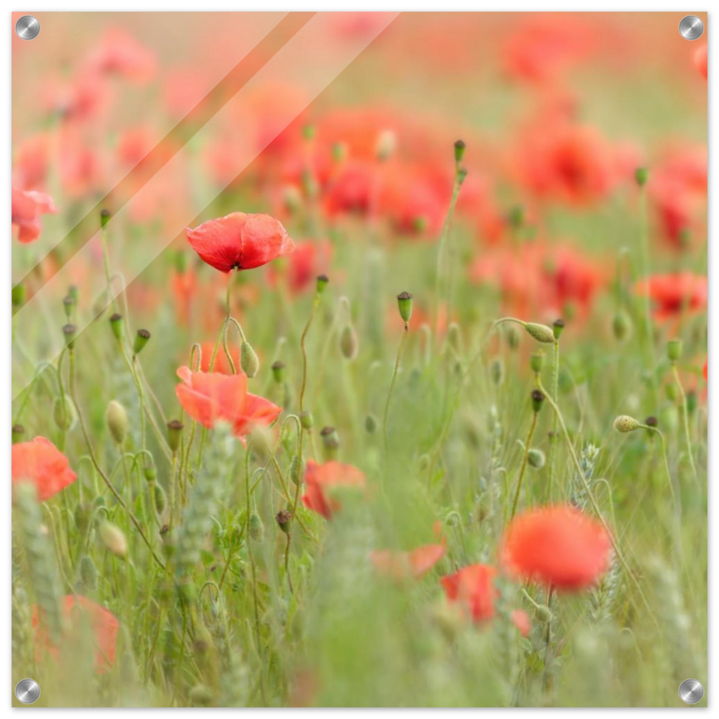 Wandbild vertraeumtes mohnblumenfeld ein stueck sommer fuer ihr zuhause in vielen groessen
