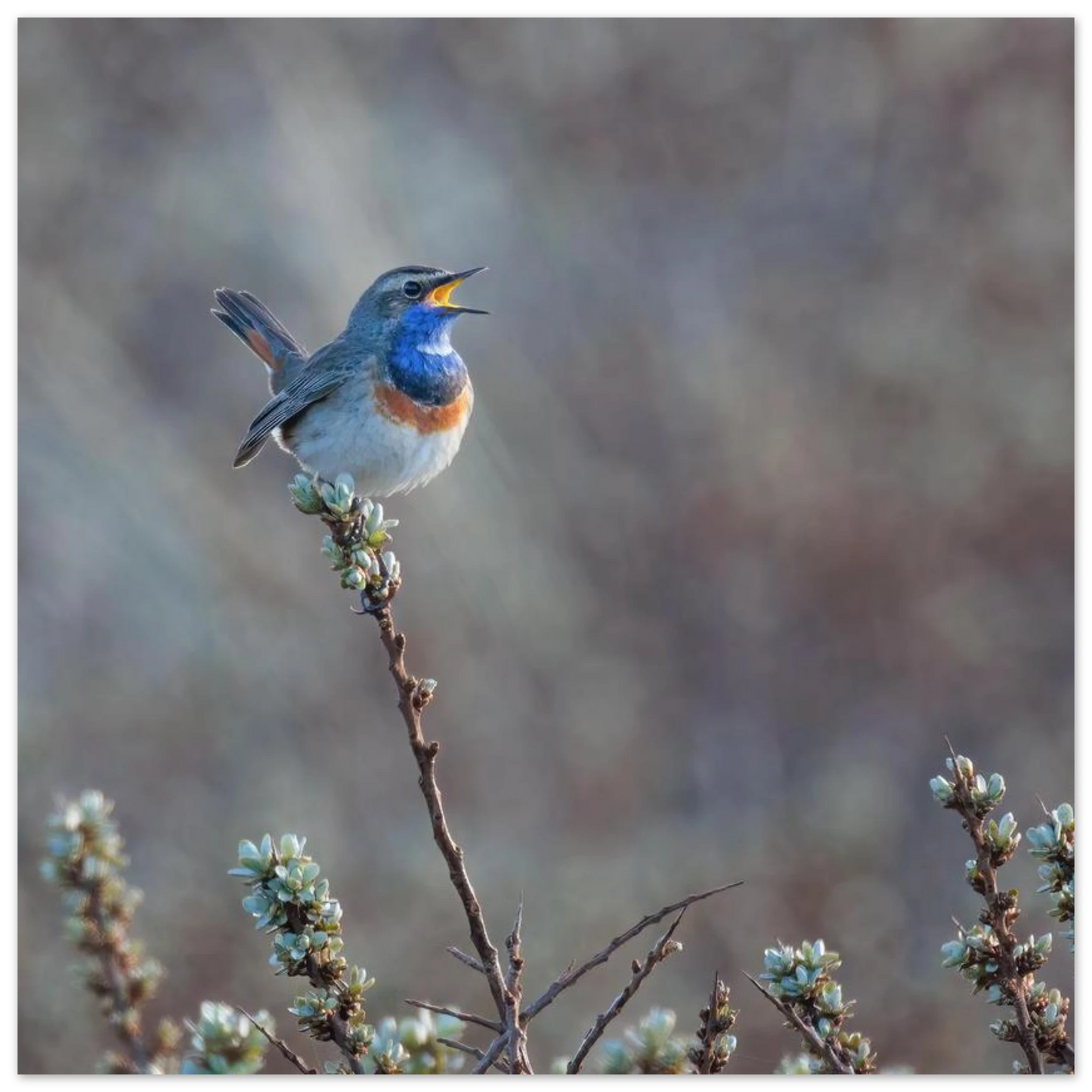 Wandbild blaukohlkehlchen im gesang naturkunst in lebendigen farben in ihrer wunschgroesse