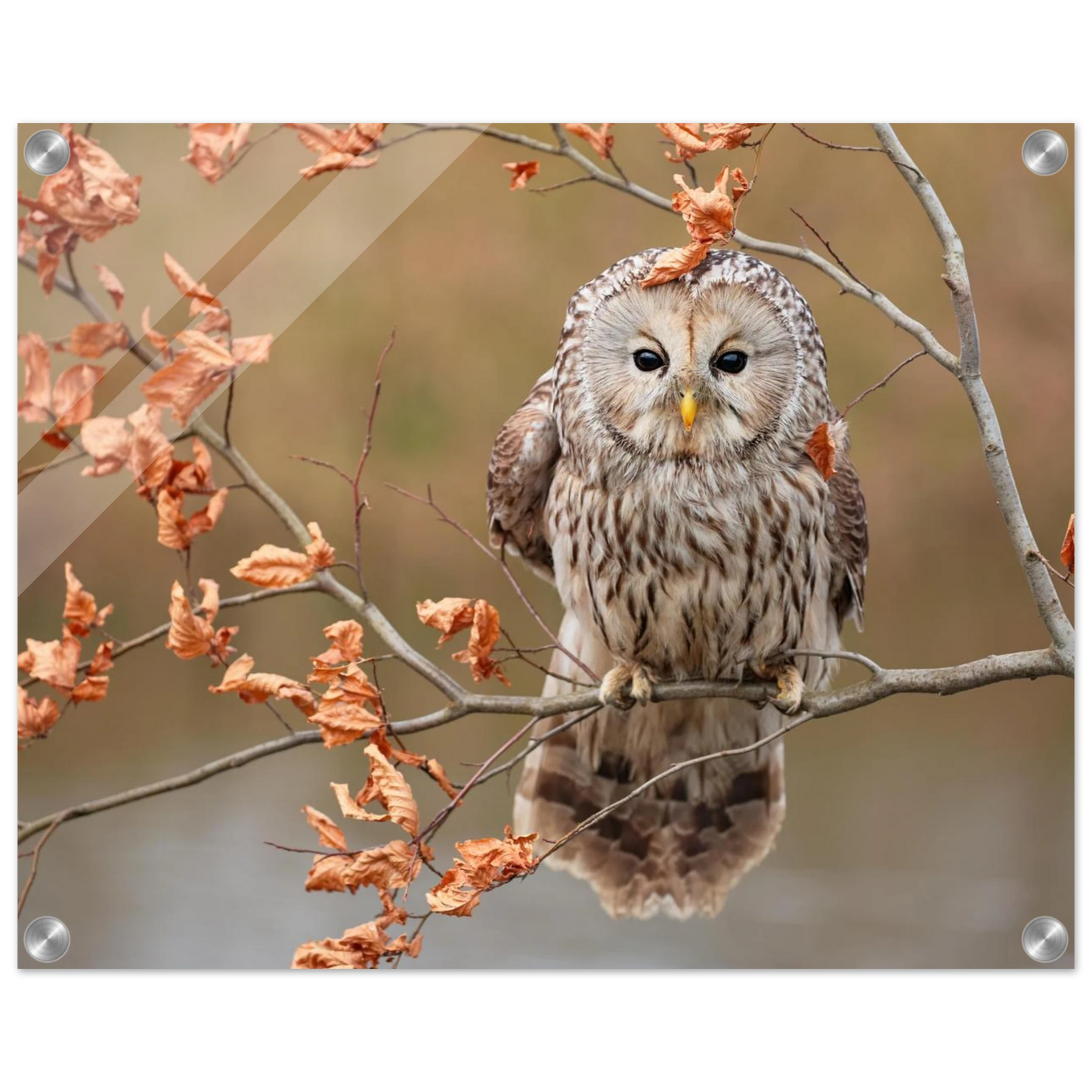 Wandbild majestaetische eule im herbstlaub einblick in die wildnis in verschiedenen groessen