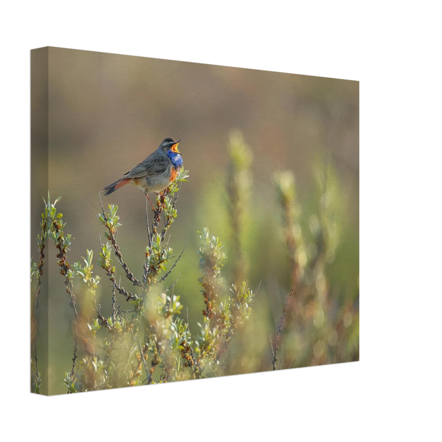 Wandbild singendes blaukehlchen lebendige naturfotografie als wandbild in verschiedenen groessen