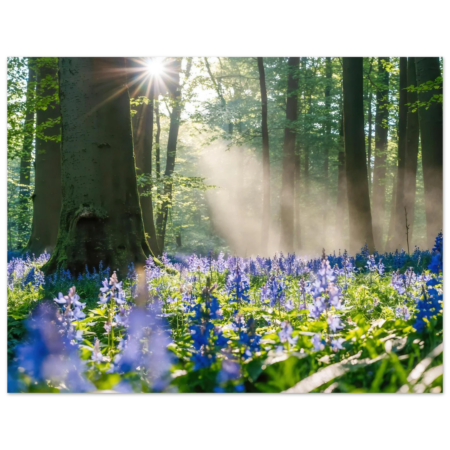 Wandbild mystische waldlichtung mit blauen glockenblumen sonnenverwoehntes naturbild in verschiedenen groessen