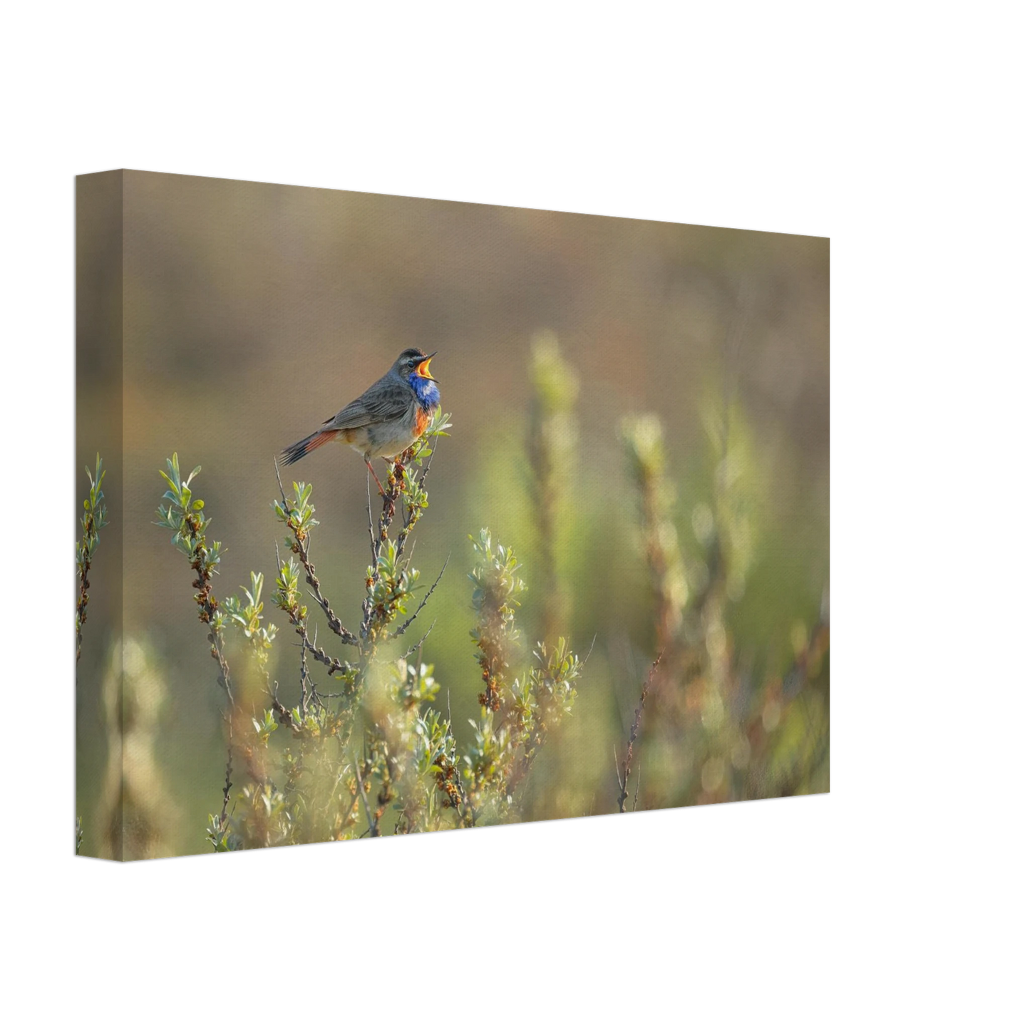 Wandbild singendes blaukehlchen lebendige naturfotografie als wandbild in verschiedenen groessen