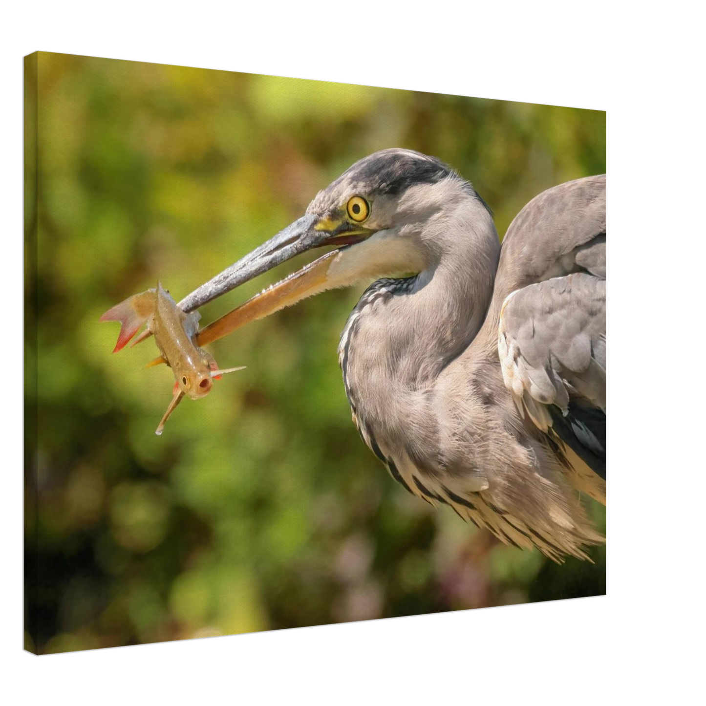 Wandbild graureiher mit fisch ein faszinierender moment in der natur verfuegbar in ihrer wunschgroesse