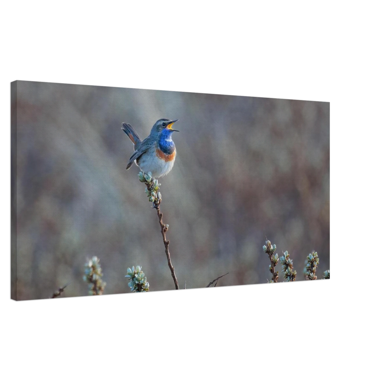 Wandbild blaukohlkehlchen im gesang naturkunst in lebendigen farben in ihrer wunschgroesse