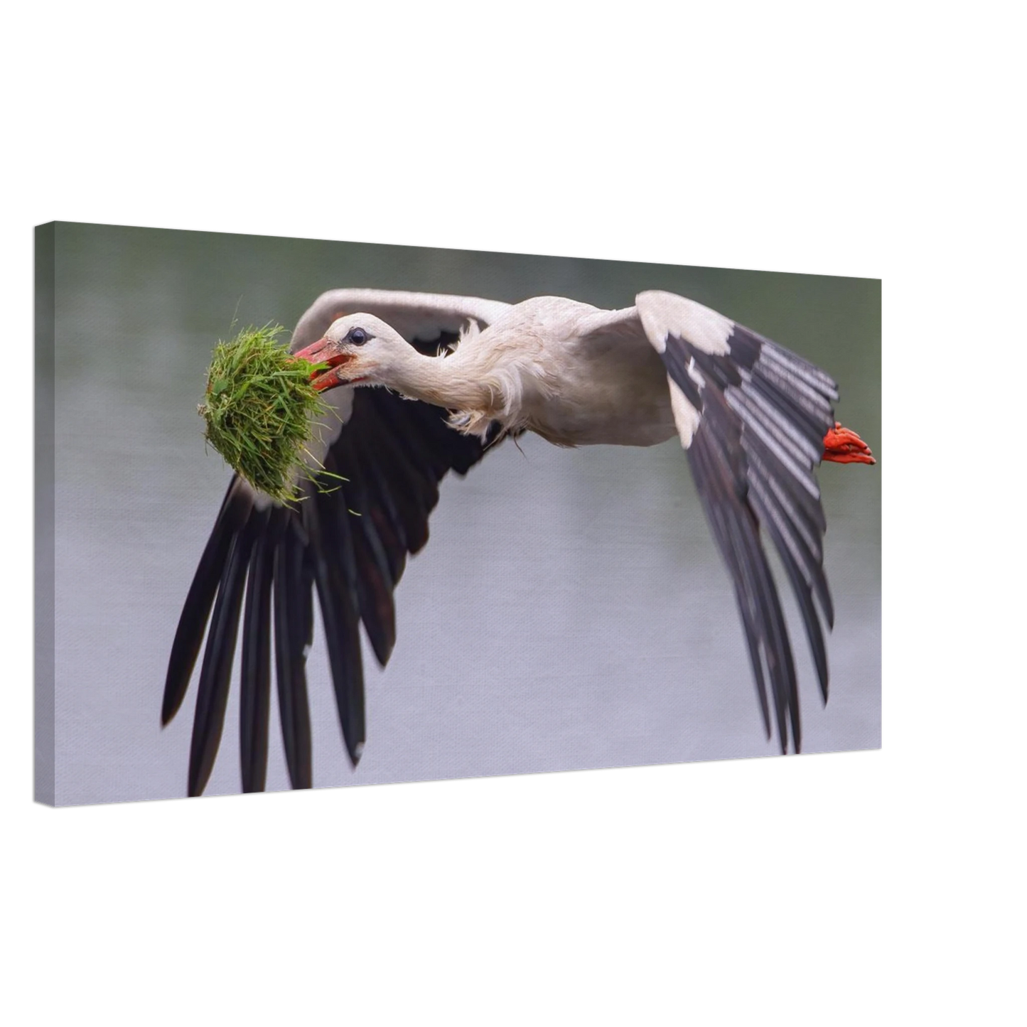 Wandbild nestbauender weissstorch im flug lebendige naturfotografie fuer ihr zuhause