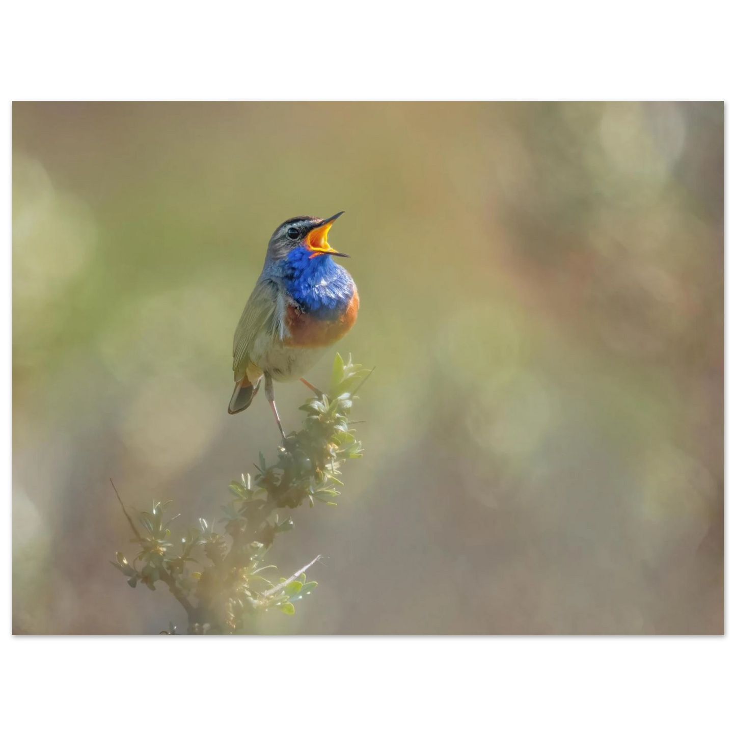Wandbild singvogel in blautoenen lebendige vogelkunst fuer ihr zuhause in ihrer wunschgroesse