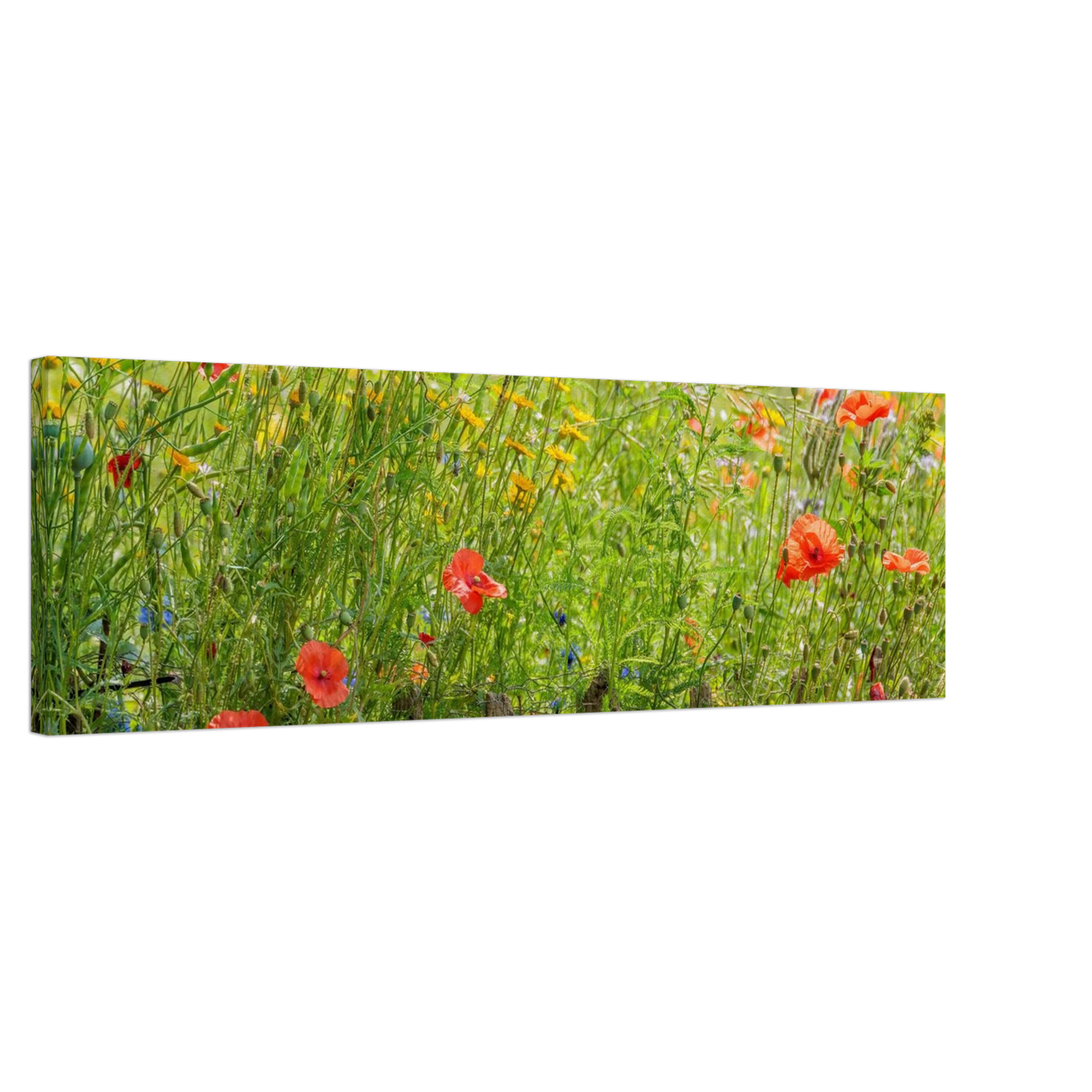 Wandbild wildblumen feld rot gelb sonnige mohnblumen wiese als kunstdruck