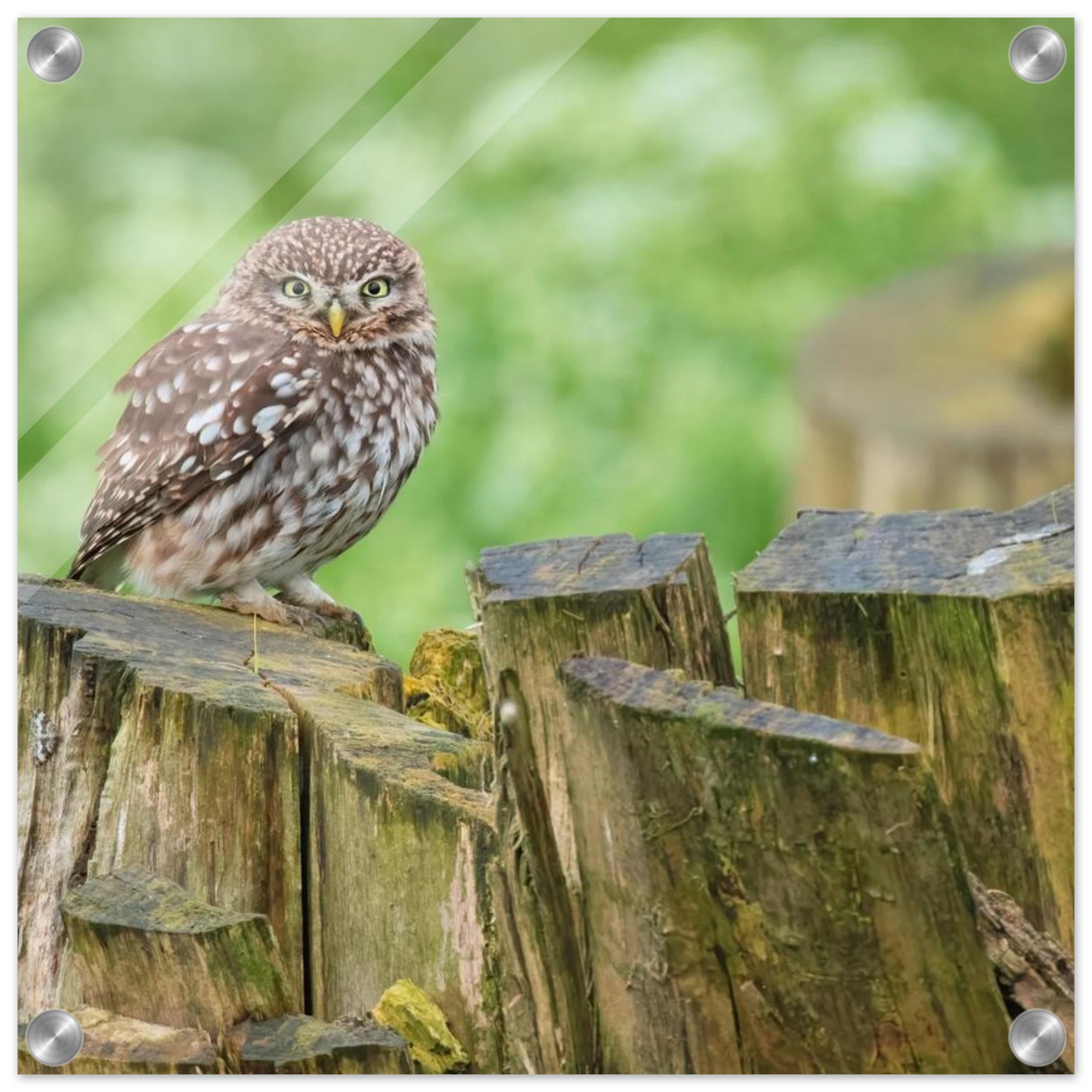 Wandbild mystische kleine eule faszinierendes kunstwerk fuer natur und tierliebhaber in vielen groessen