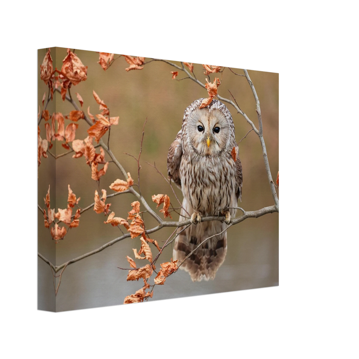 Wandbild majestaetische eule im herbstlaub einblick in die wildnis in verschiedenen groessen