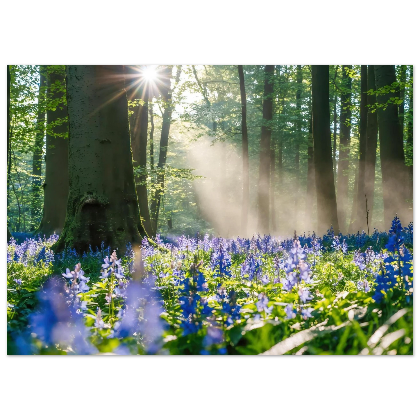Wandbild mystische waldlichtung mit blauen glockenblumen sonnenverwoehntes naturbild in verschiedenen groessen