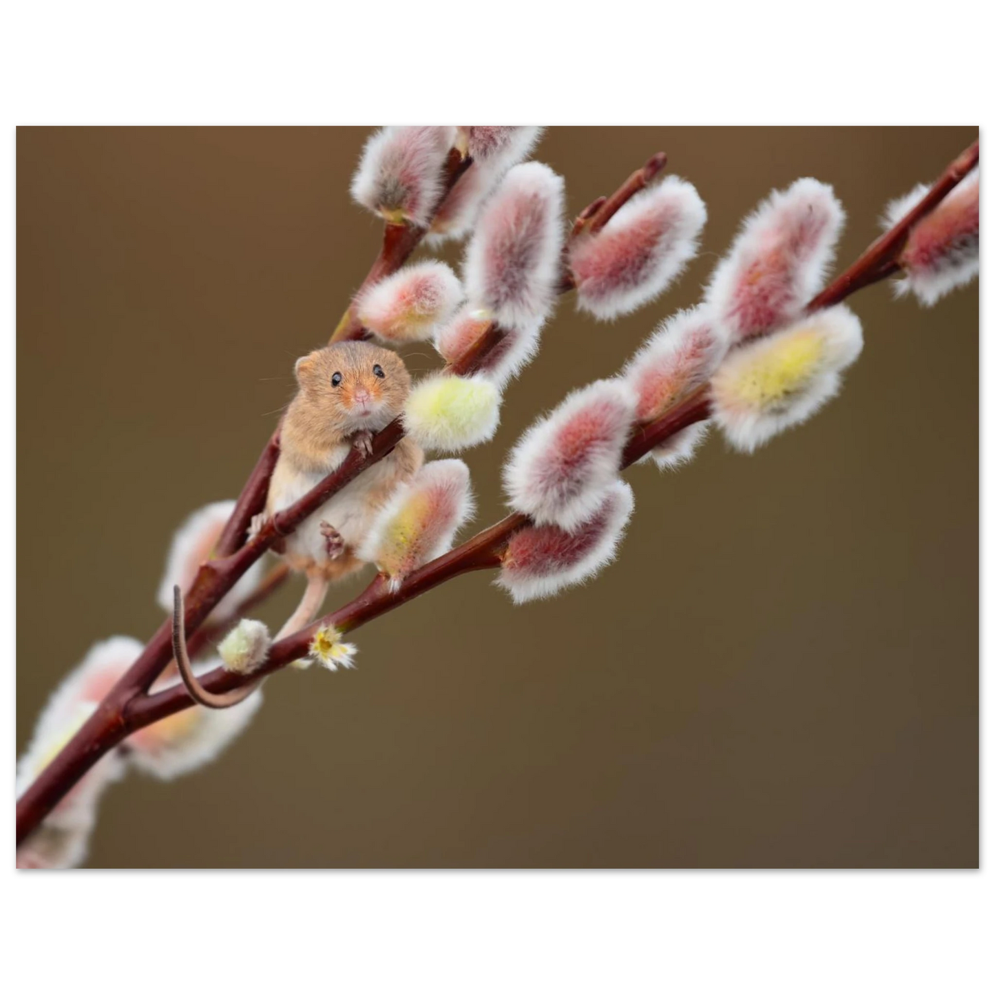 Wandbild niedliche erntemaus an flauschigen weidenkaetzchen ein zauberhafter naturmoment fuer ihre waende