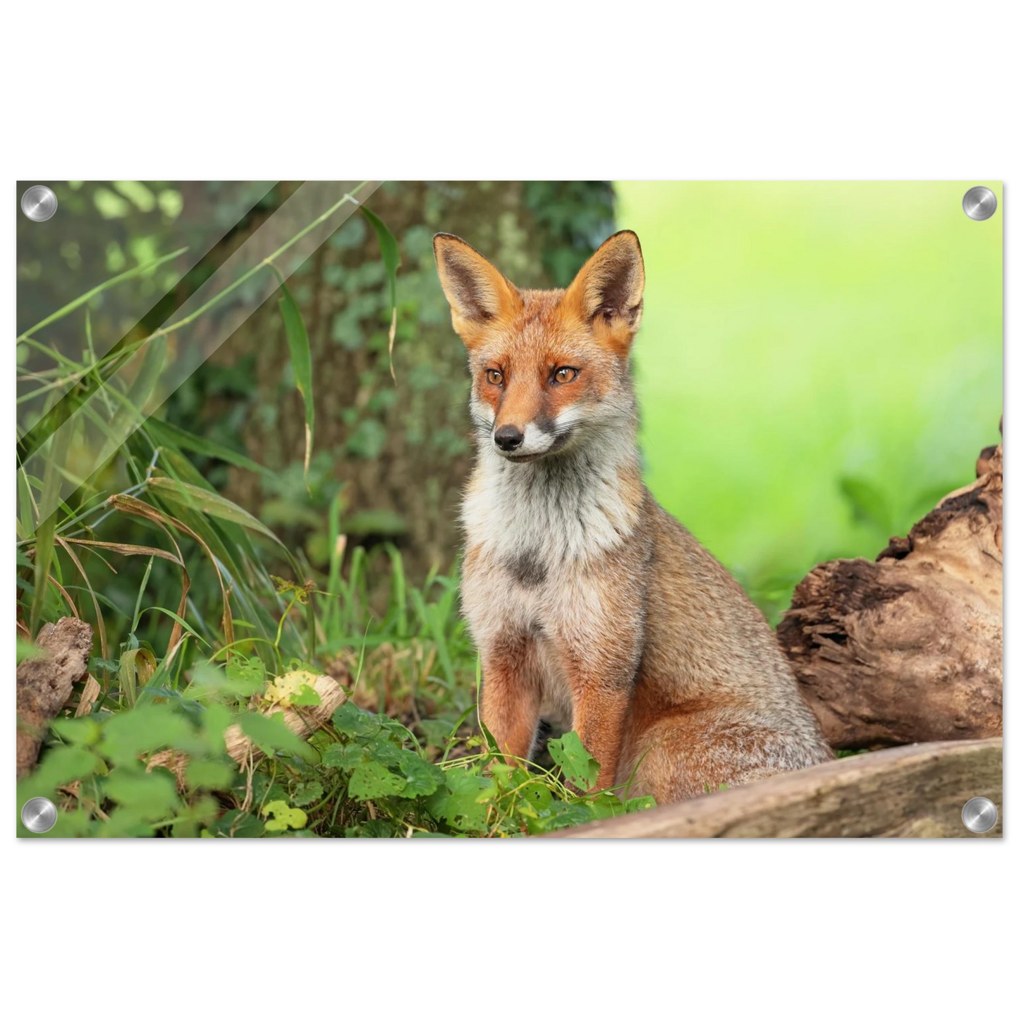 Wandbild majestaetischer rotfuchs ein augenblick der ruhe in der natur erhaeltlich in zahlreichen groessen