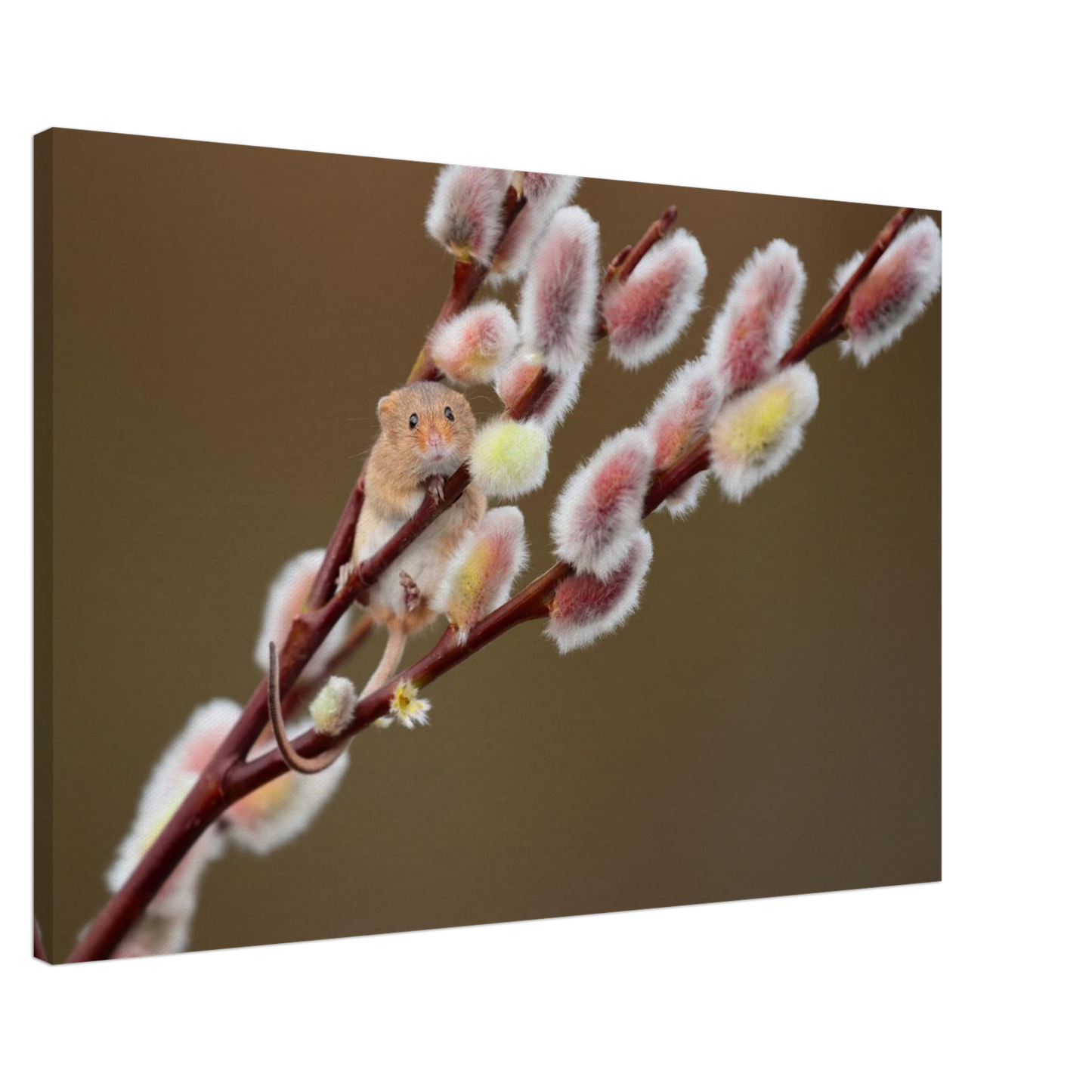 Wandbild niedliche erntemaus an flauschigen weidenkaetzchen ein zauberhafter naturmoment fuer ihre waende