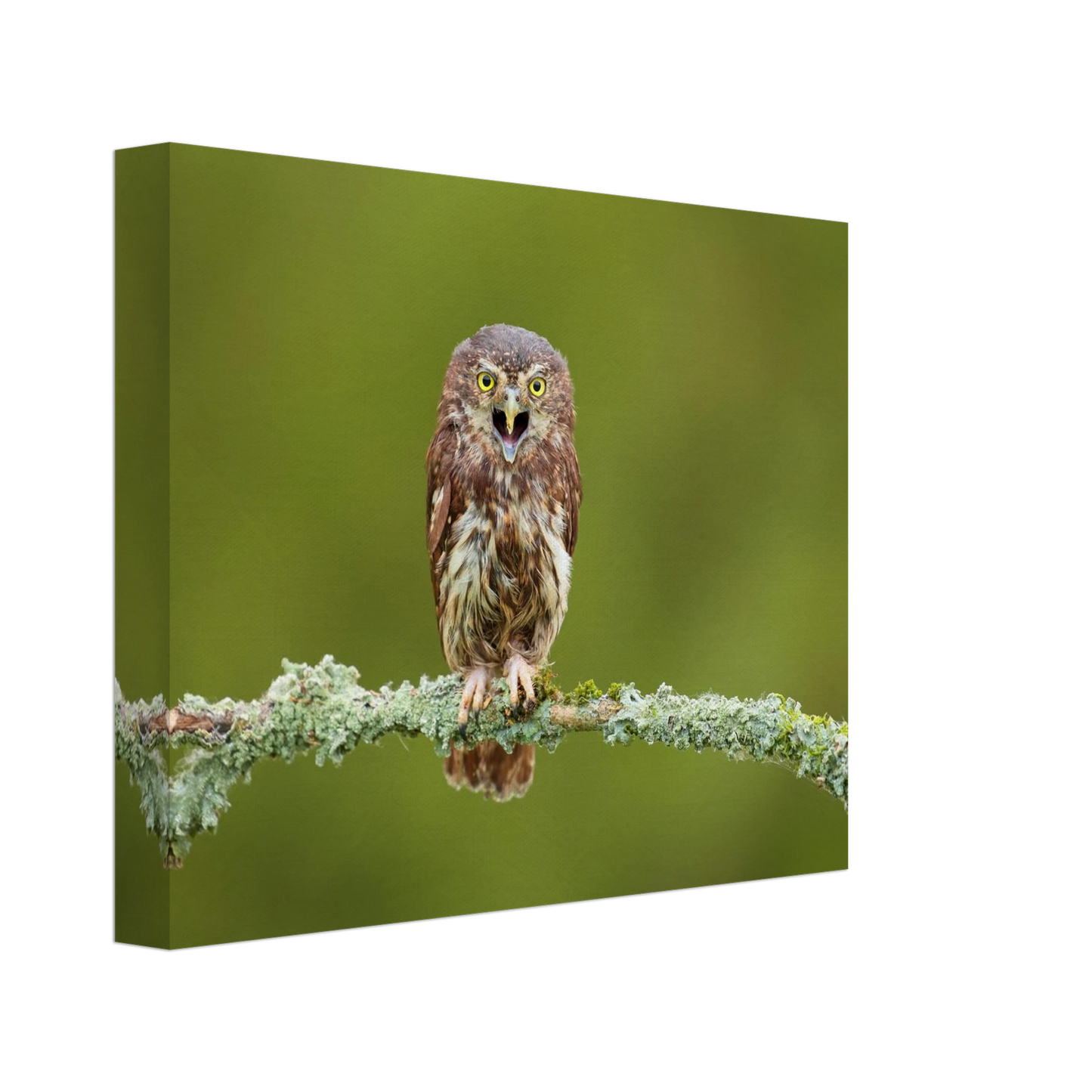 Wandbild rufer der wildnis faszinierendes eulen portraet mit leuchtenden augen fuer ihr zuhause