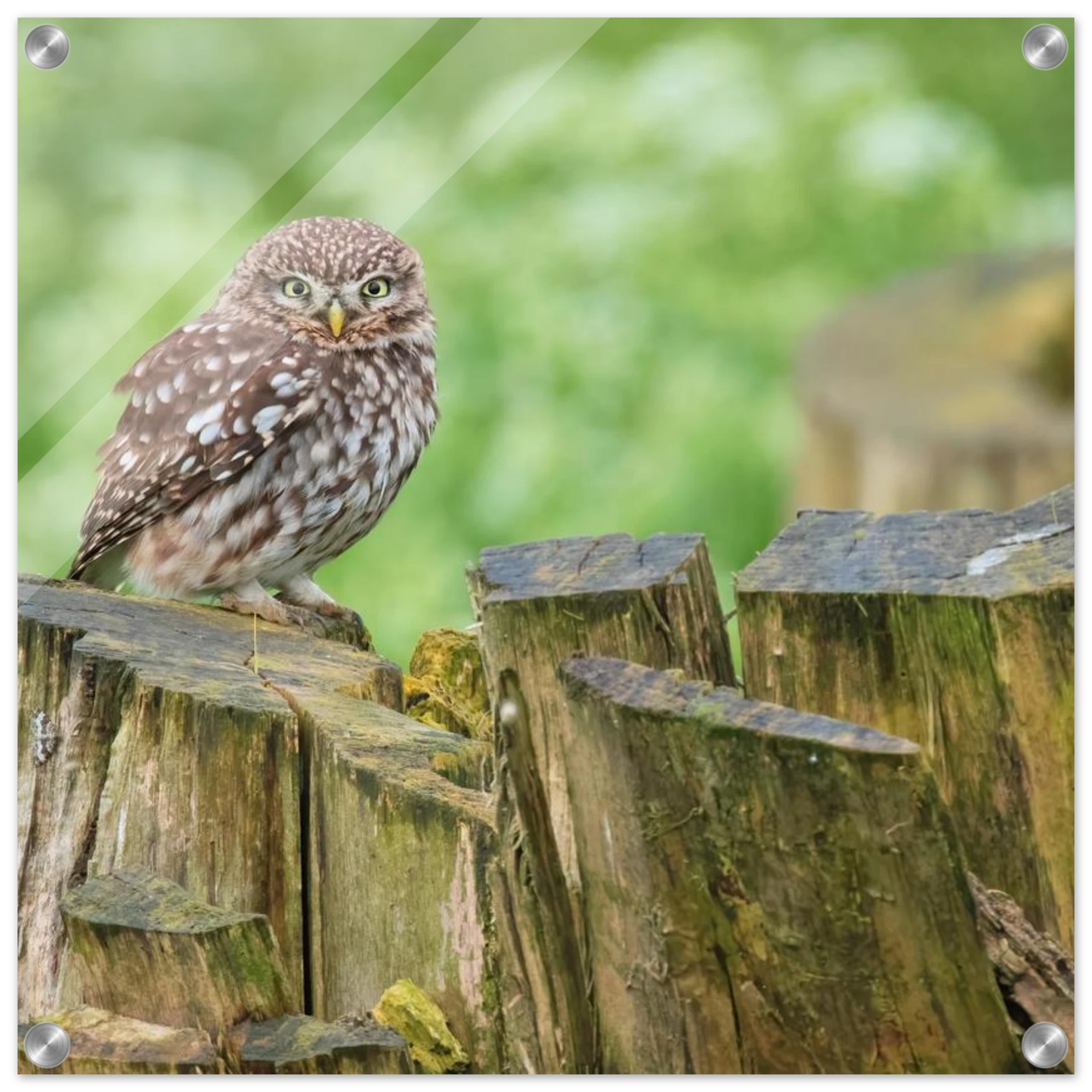 Wandbild mystische kleine eule faszinierendes kunstwerk fuer natur und tierliebhaber in vielen groessen
