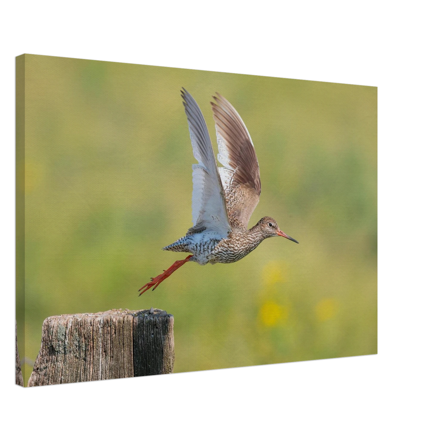 Wandbild der flug des rotschenkels dynamische tierkunst fuer ihr zuhause in vielen groessen erhaeltlich