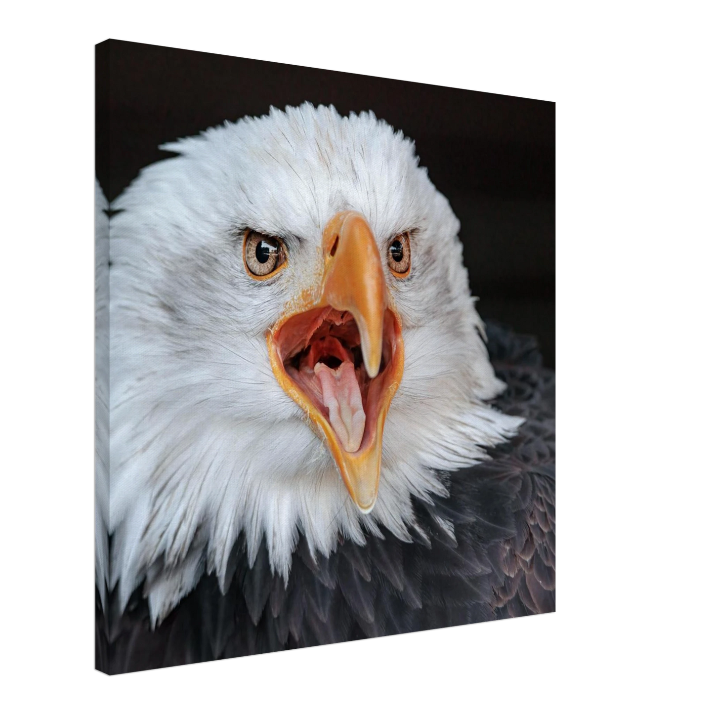 Wandbild majestaetischer schreie des weisskopfseeadlers einzigartige wildtierkunst fuer ihr zuhause