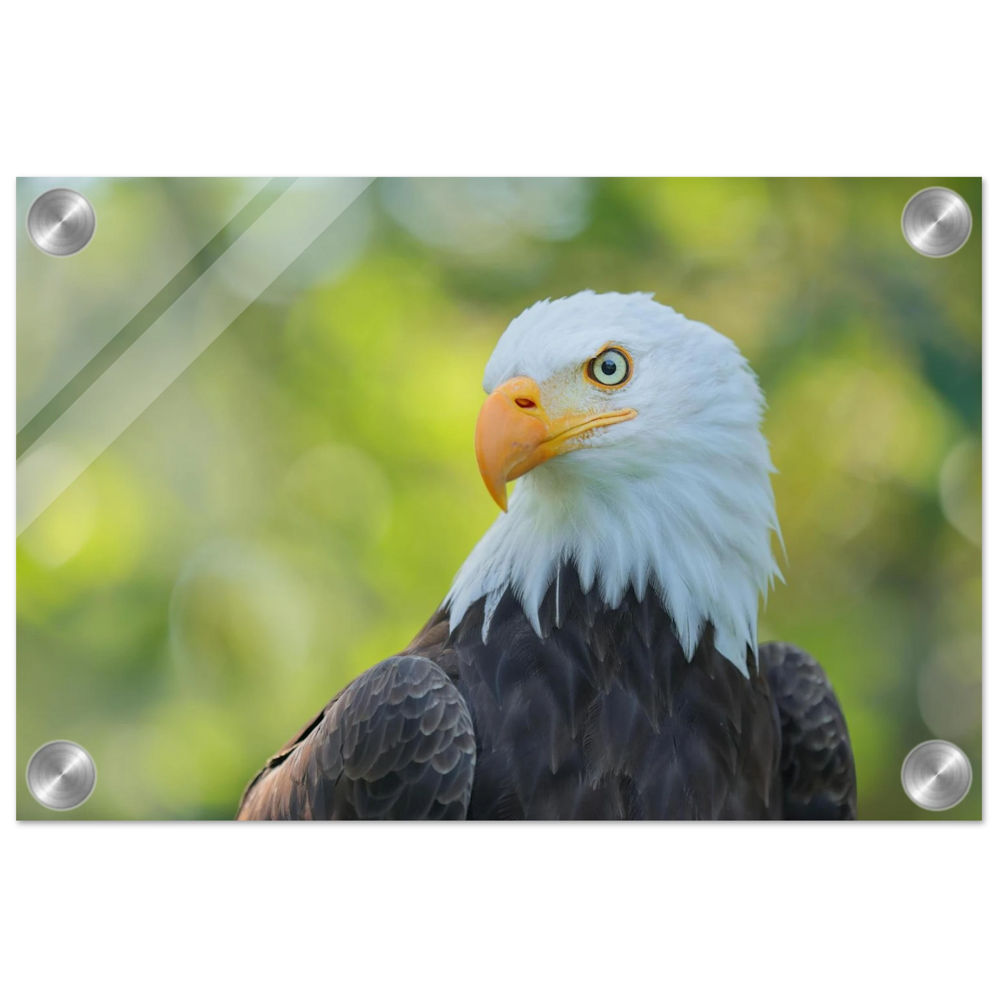 Wandbild majestaetischer weisskopfseeadler eine ode an die freiheit in ihrer wunschgroesse