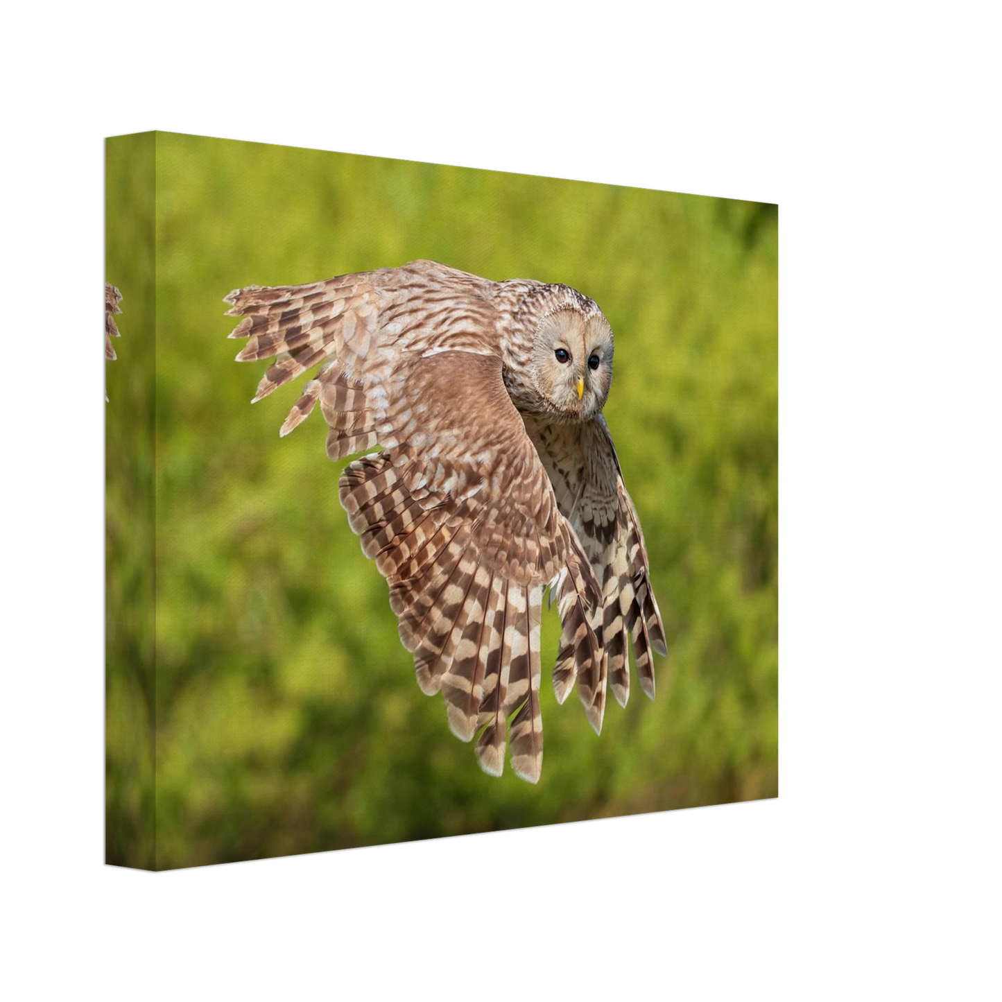 Wandbild majestaetische eule im flug naturfotografie fuer ihr zuhause