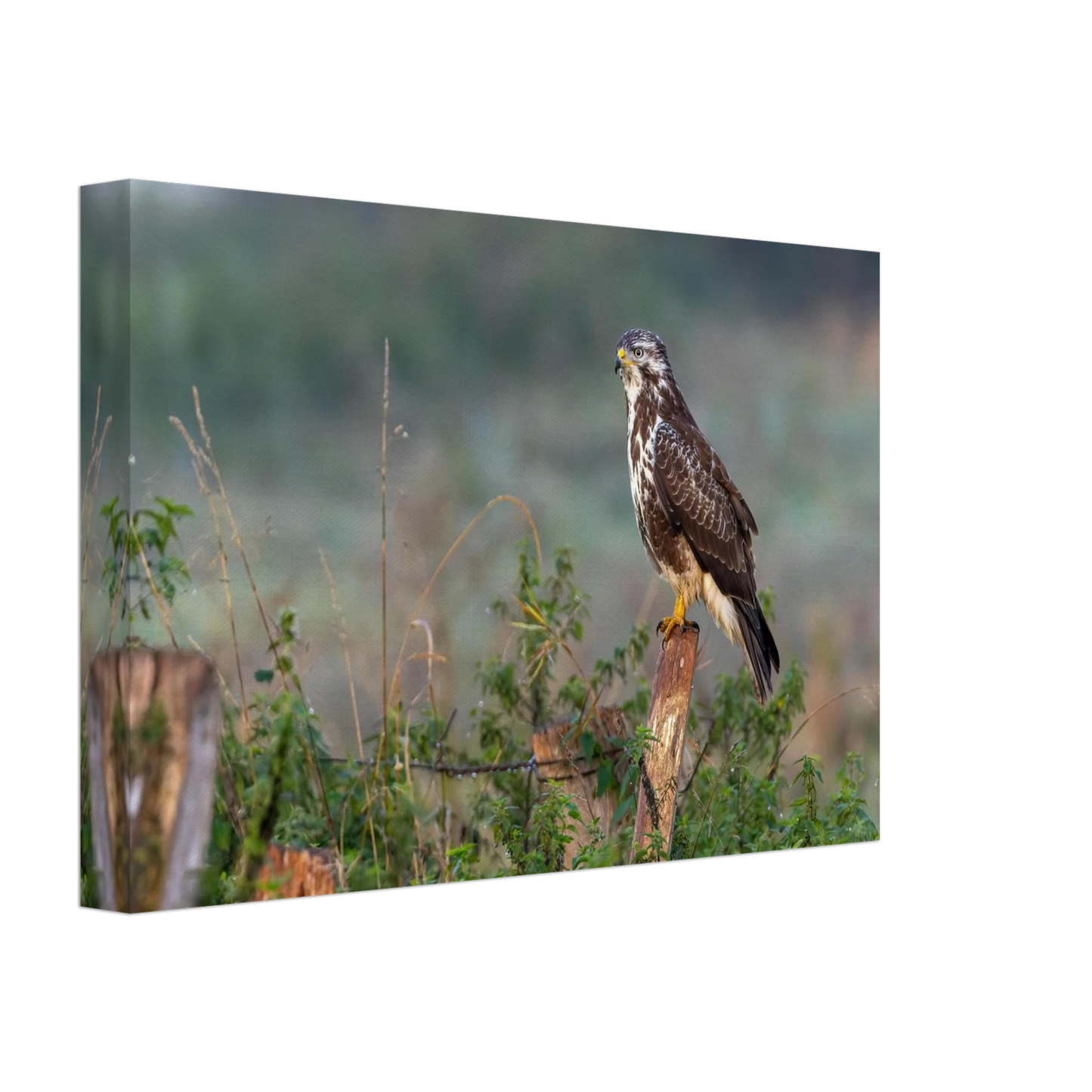 Wandbild majestaetischer bussard einblick in die wildnis auf hochglanz leinwand